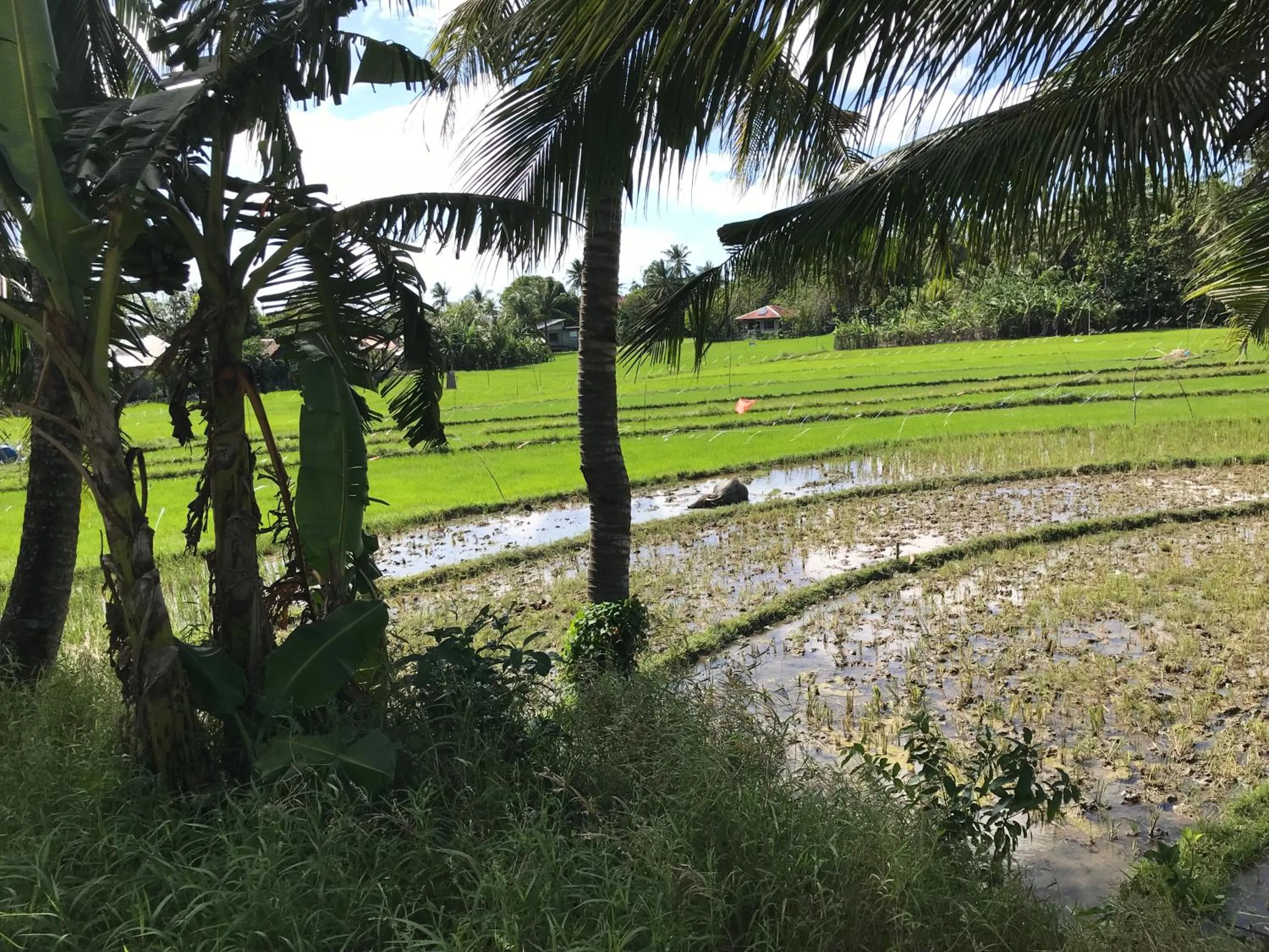 Natural landscape in The Beach House Carabao Island