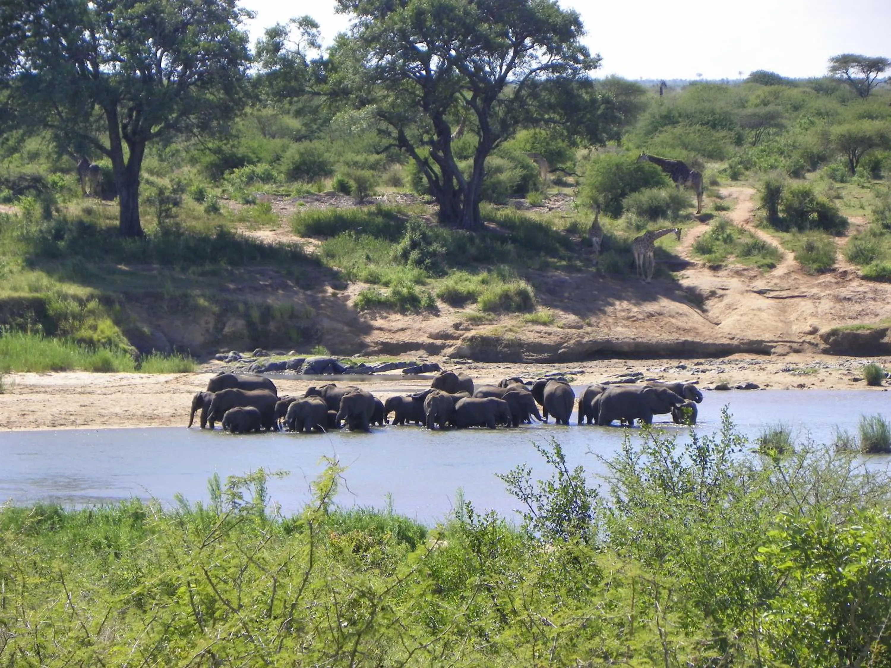 Animals in Pestana Kruger Lodge