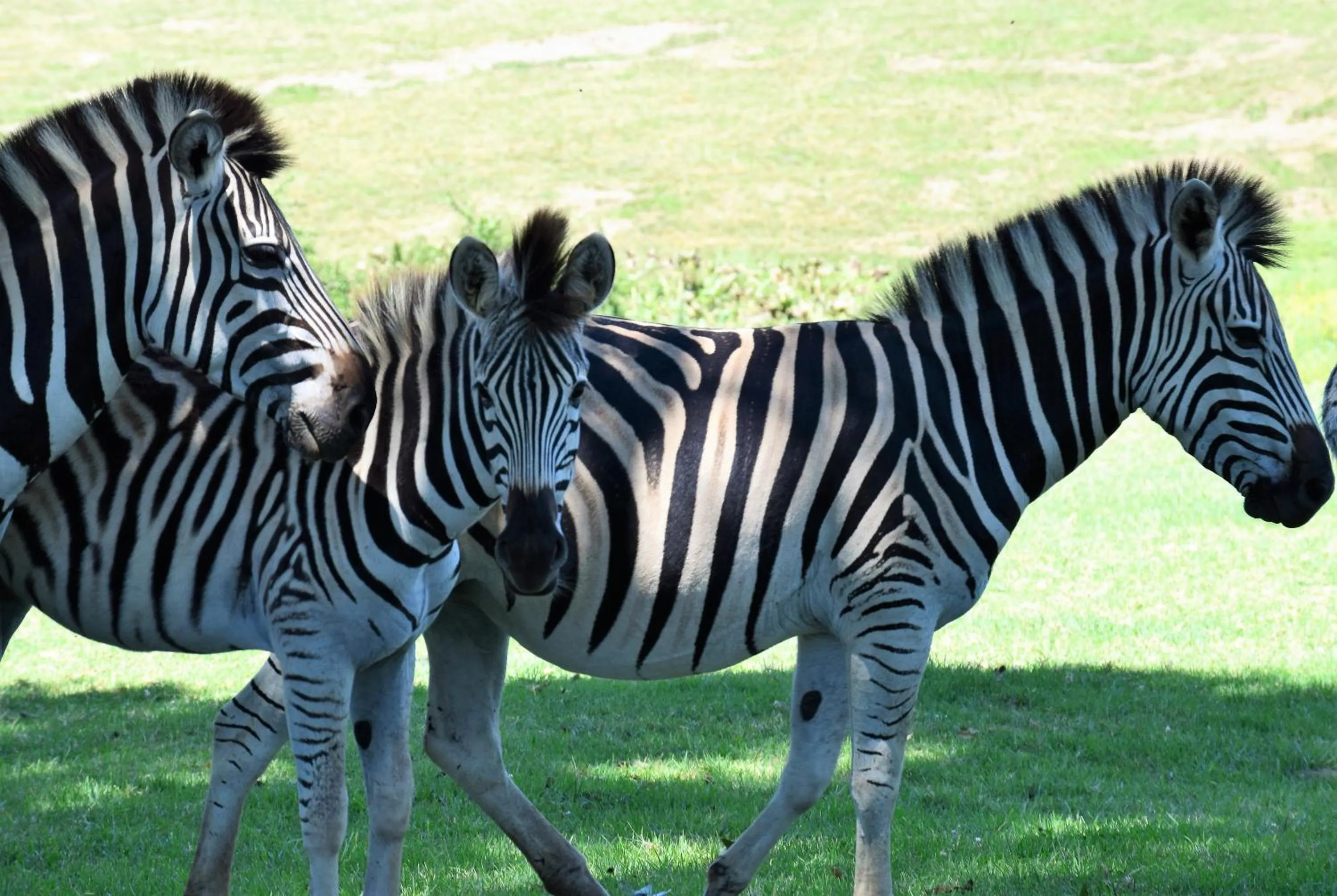 Garden in St Ives Lodge