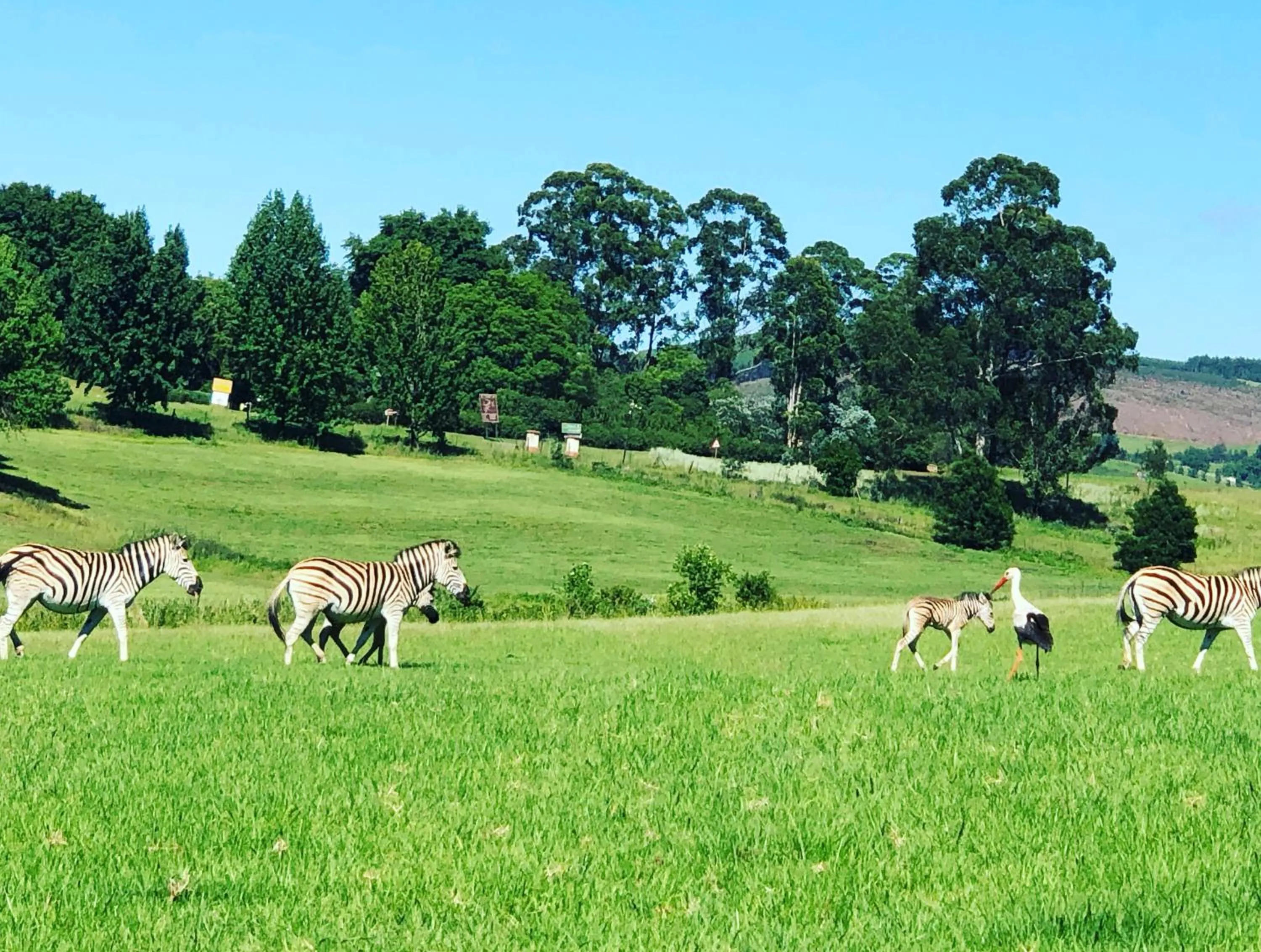 Natural landscape in St Ives Lodge