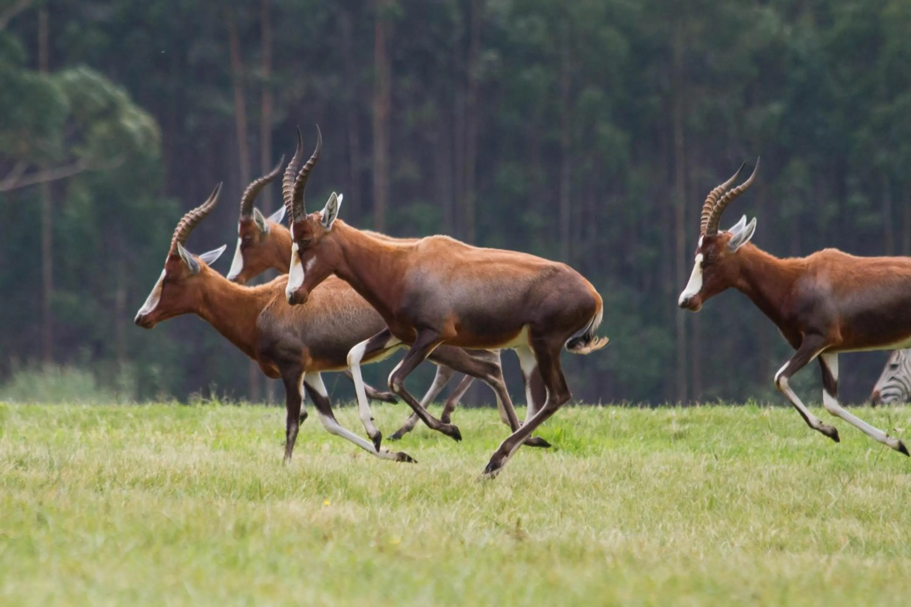 Day in St Ives Lodge