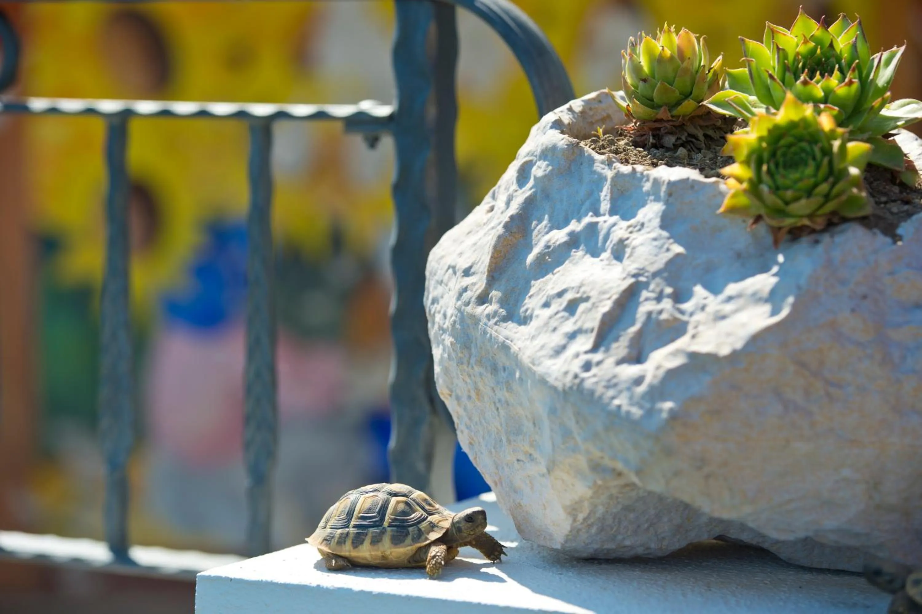 Garden view in La Mela Blu