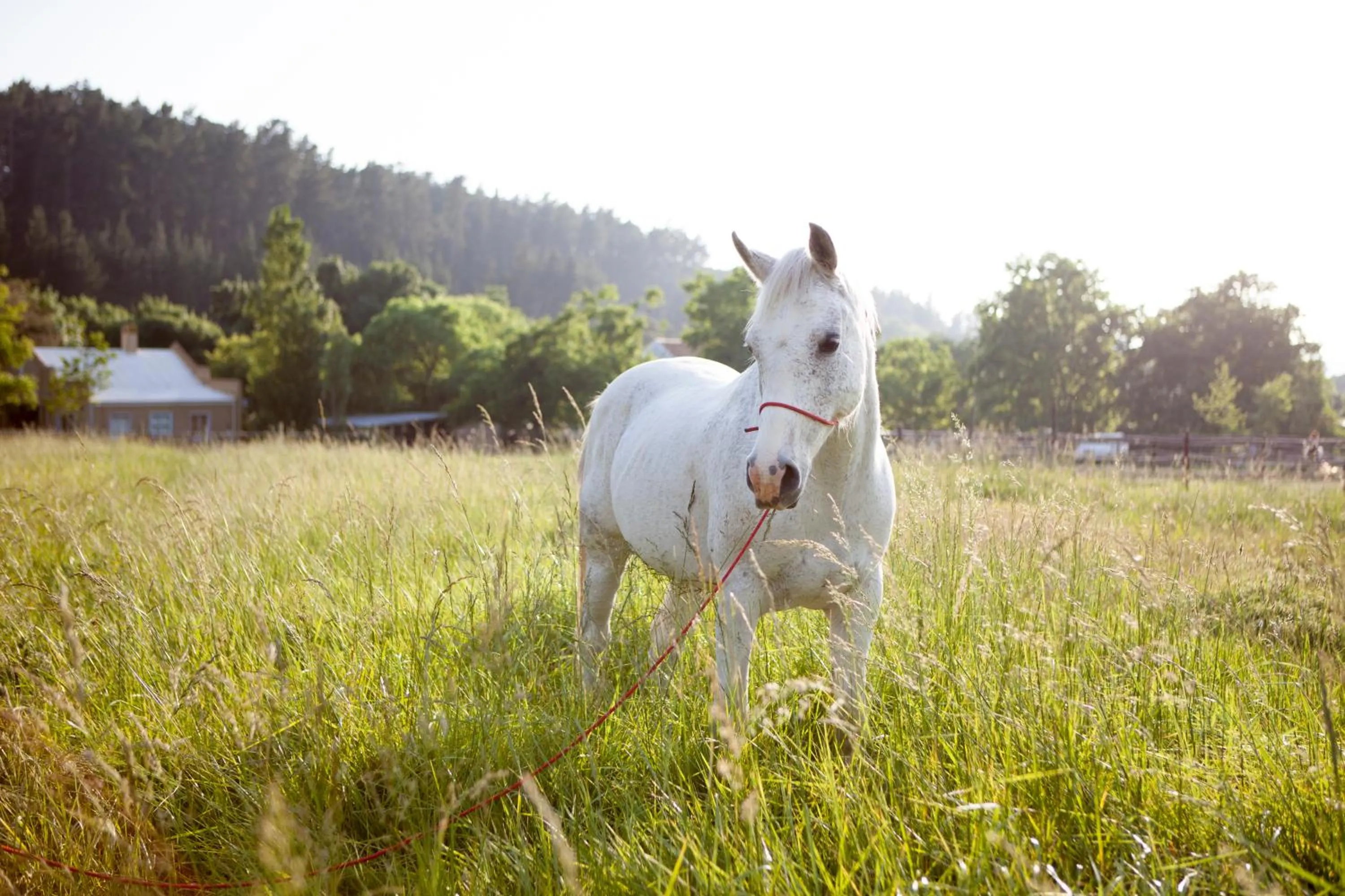 Rozendal Stay