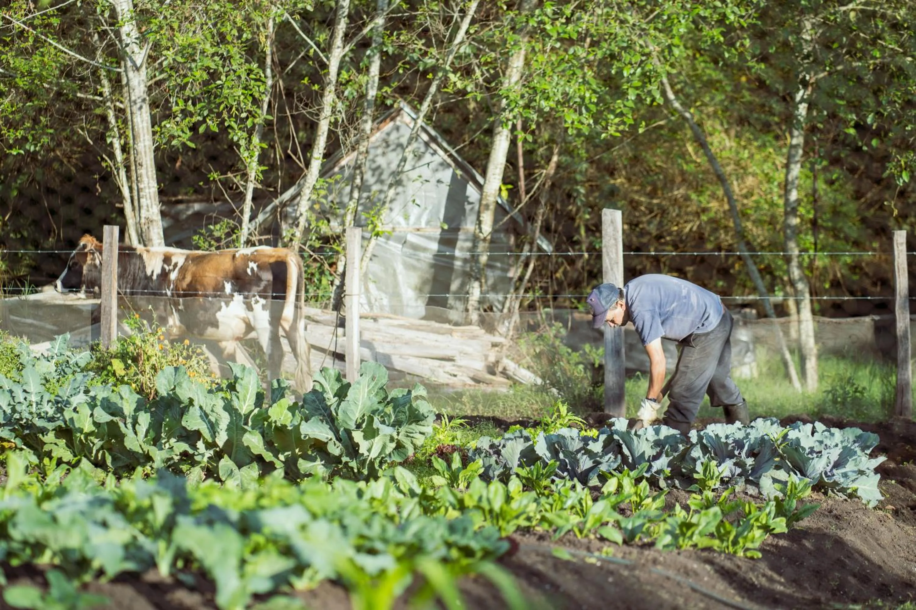 Garden in PASSADHI Ayurveda & Yoga Retreat