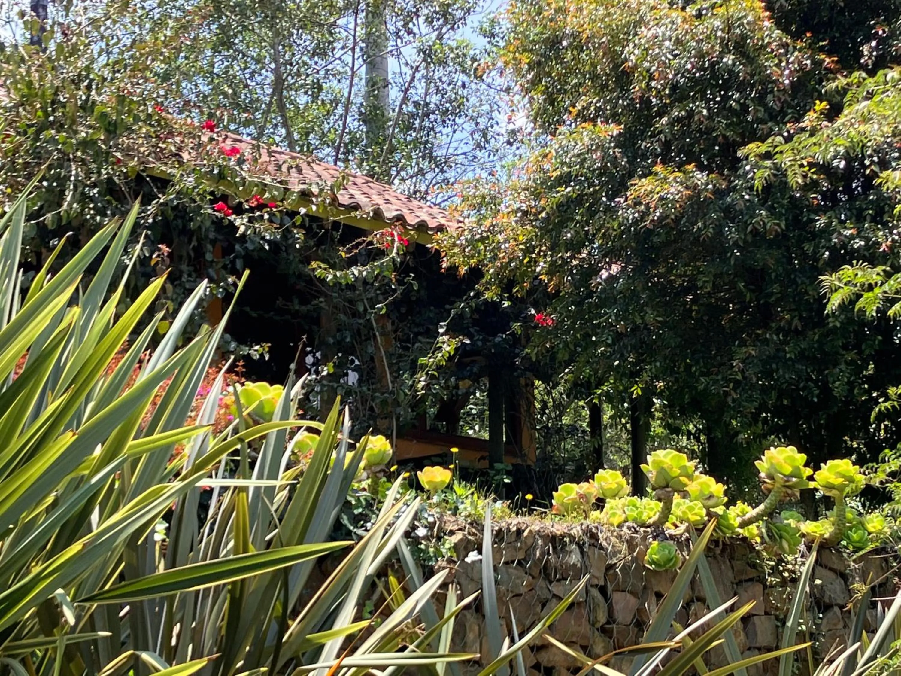 Garden view in PASSADHI Ayurveda & Yoga Retreat