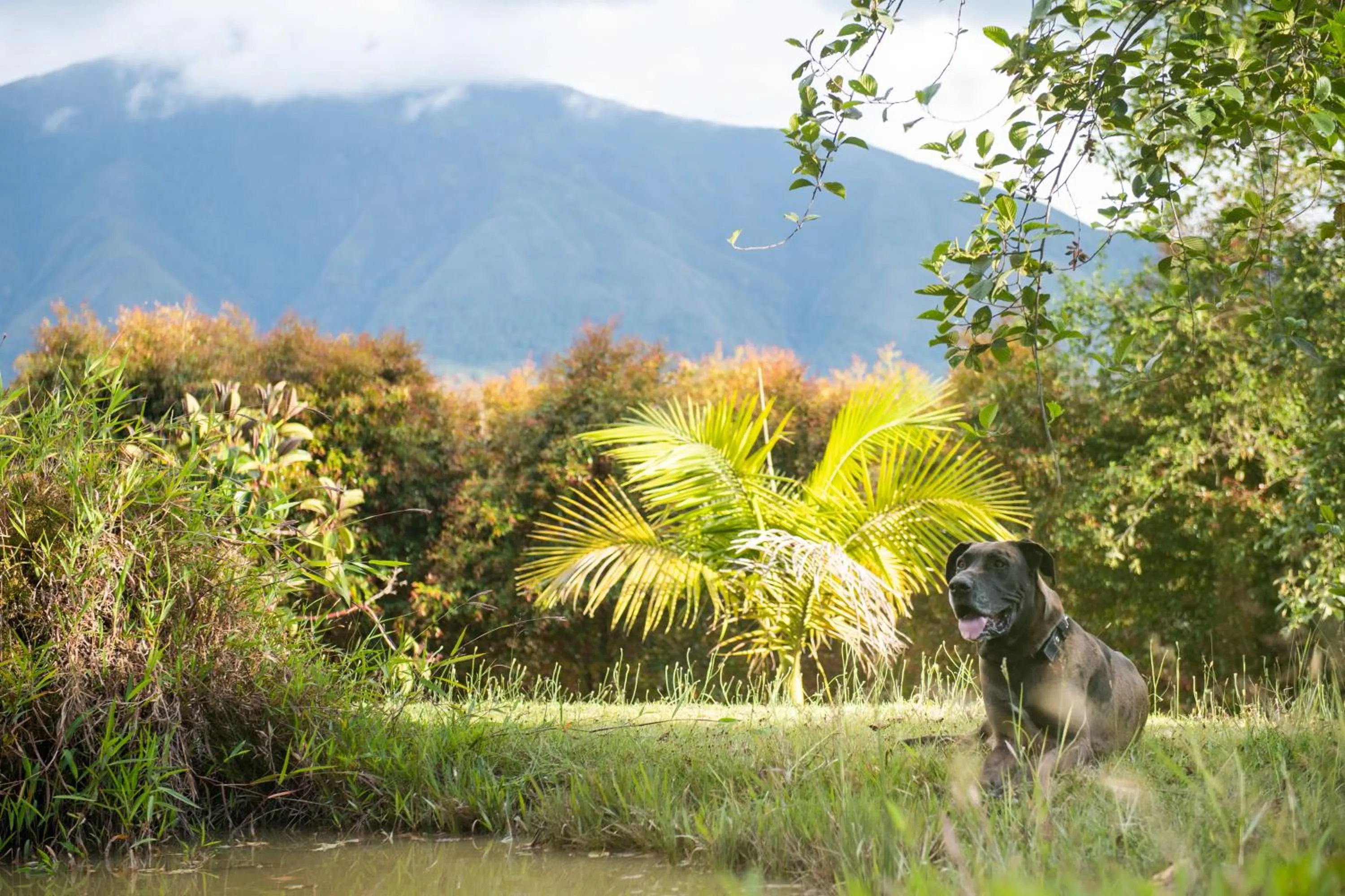 Natural landscape in PASSADHI Ayurveda & Yoga Retreat