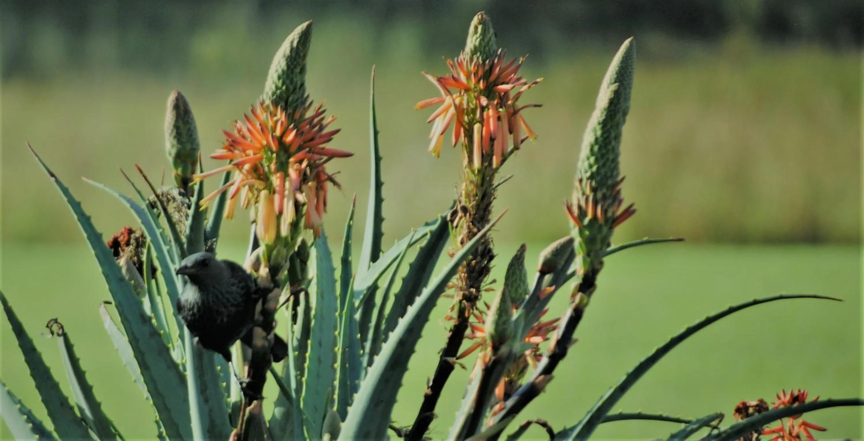 Garden in aha Alpine Heath Resort