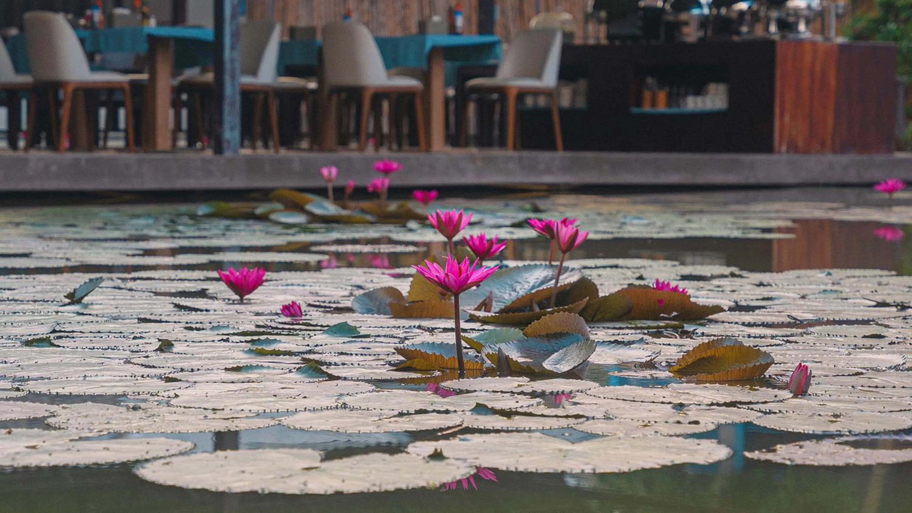 Villa Oasis Luang Prabang