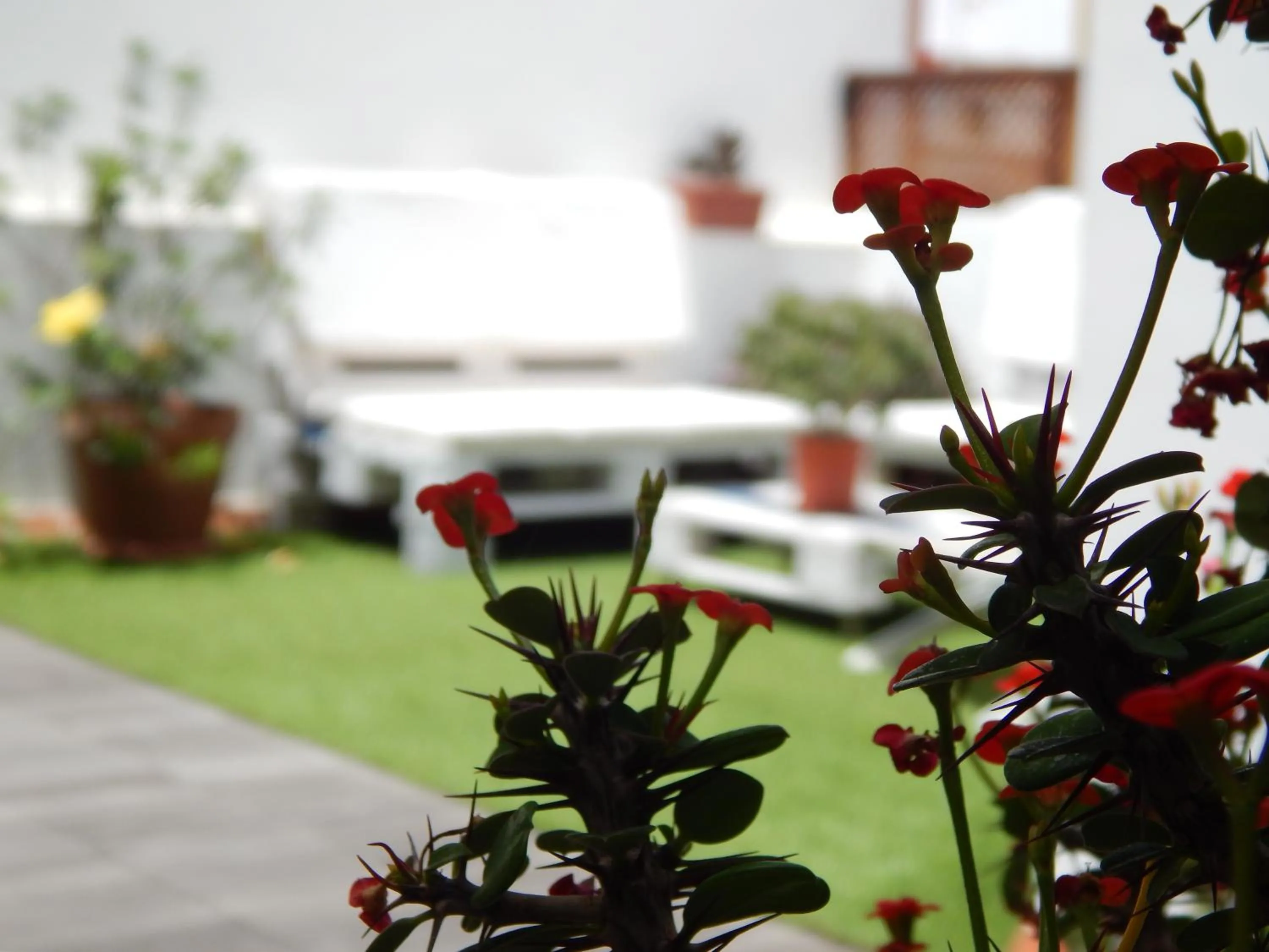 Garden in Twenty Seven Degrees Las Palmas