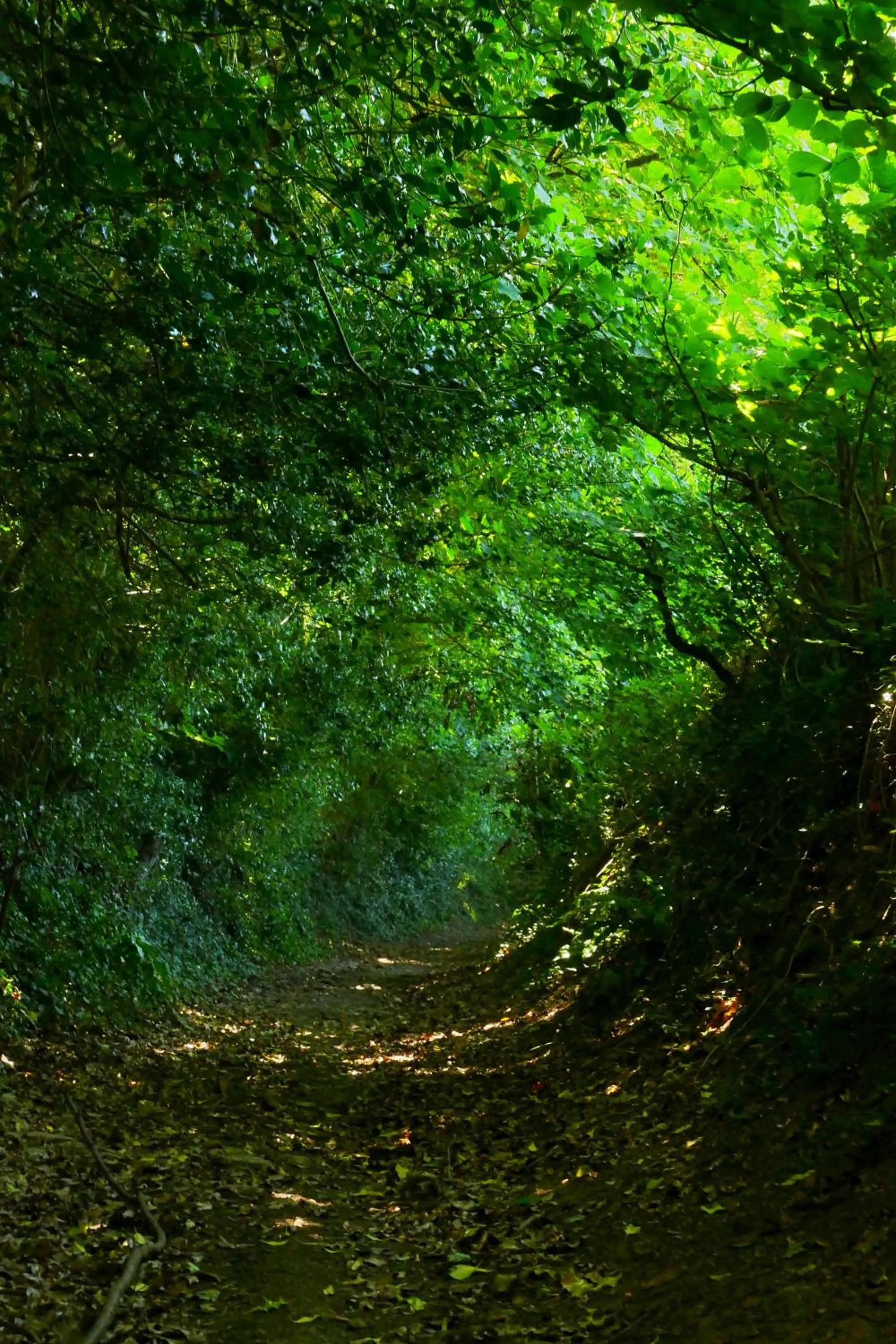 Natural landscape in Croft House Guest Suite Painswick