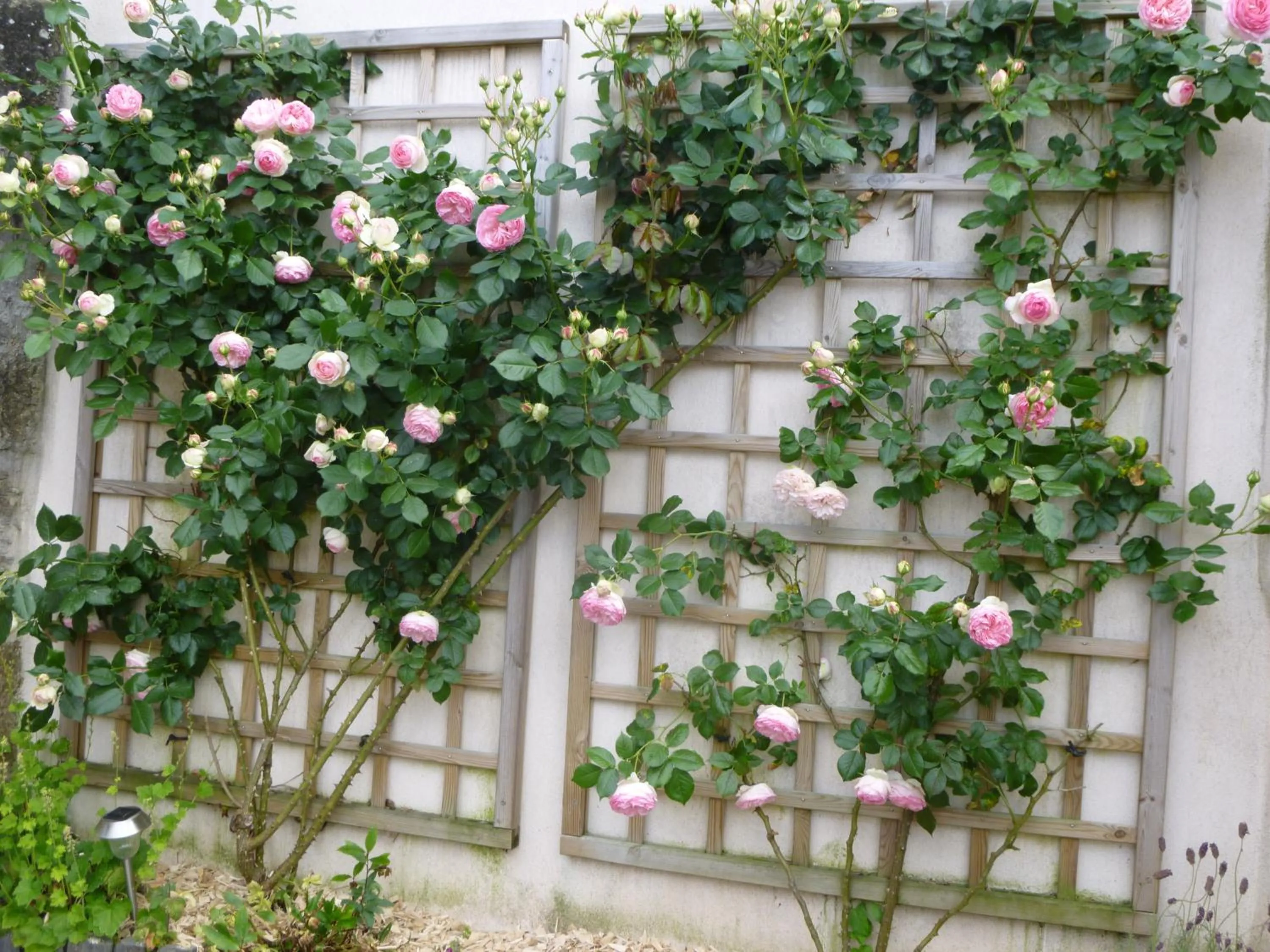 Garden in Domaine du Fief aux Dames