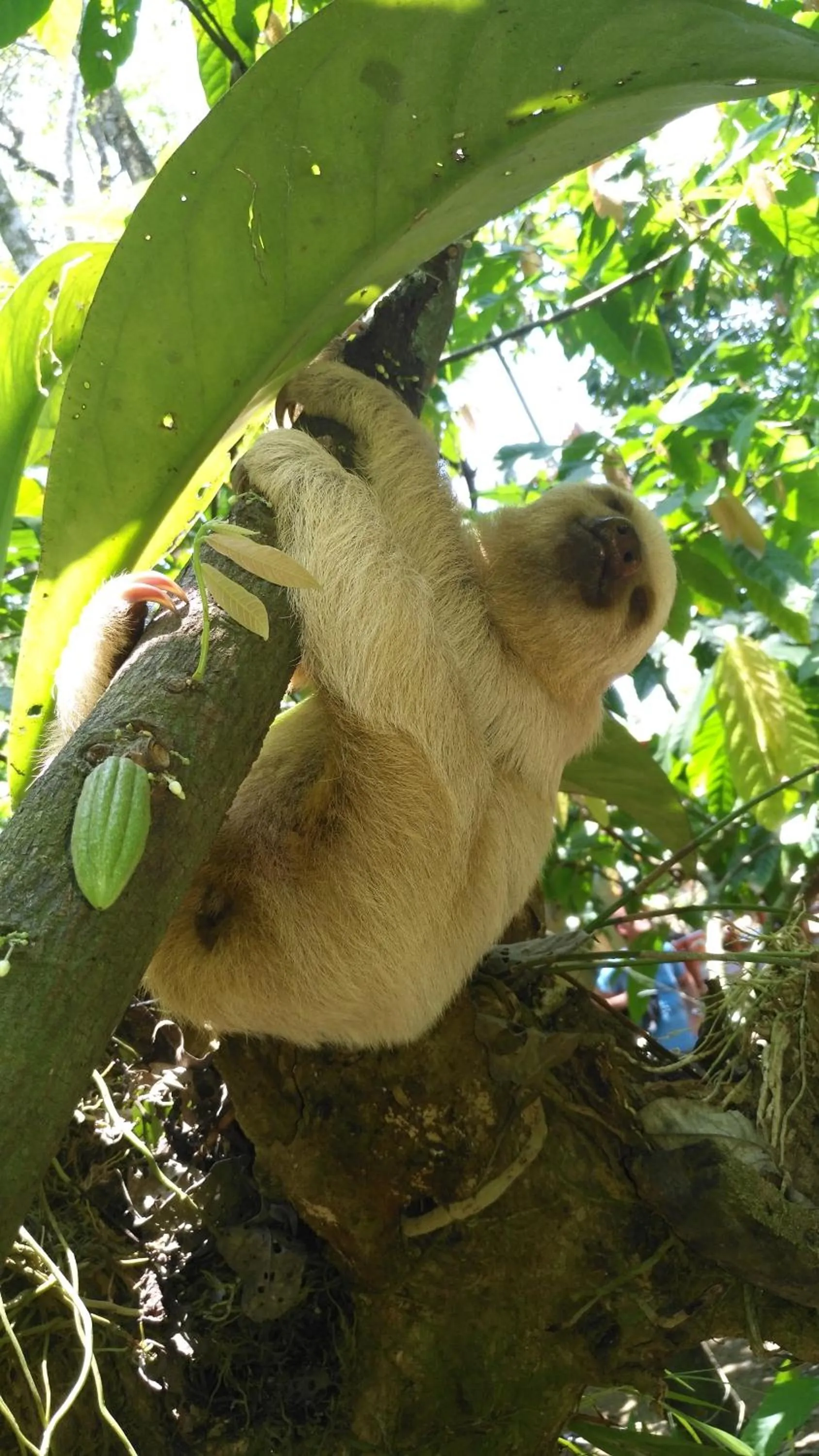Animals in Hacienda Baru