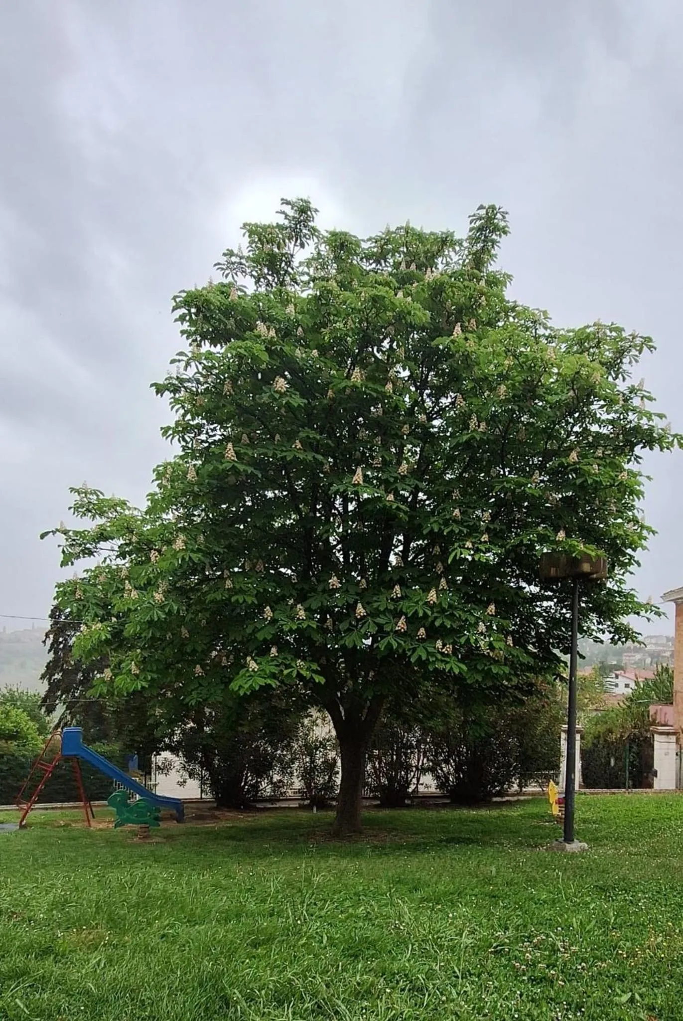 Garden in Il Castagno