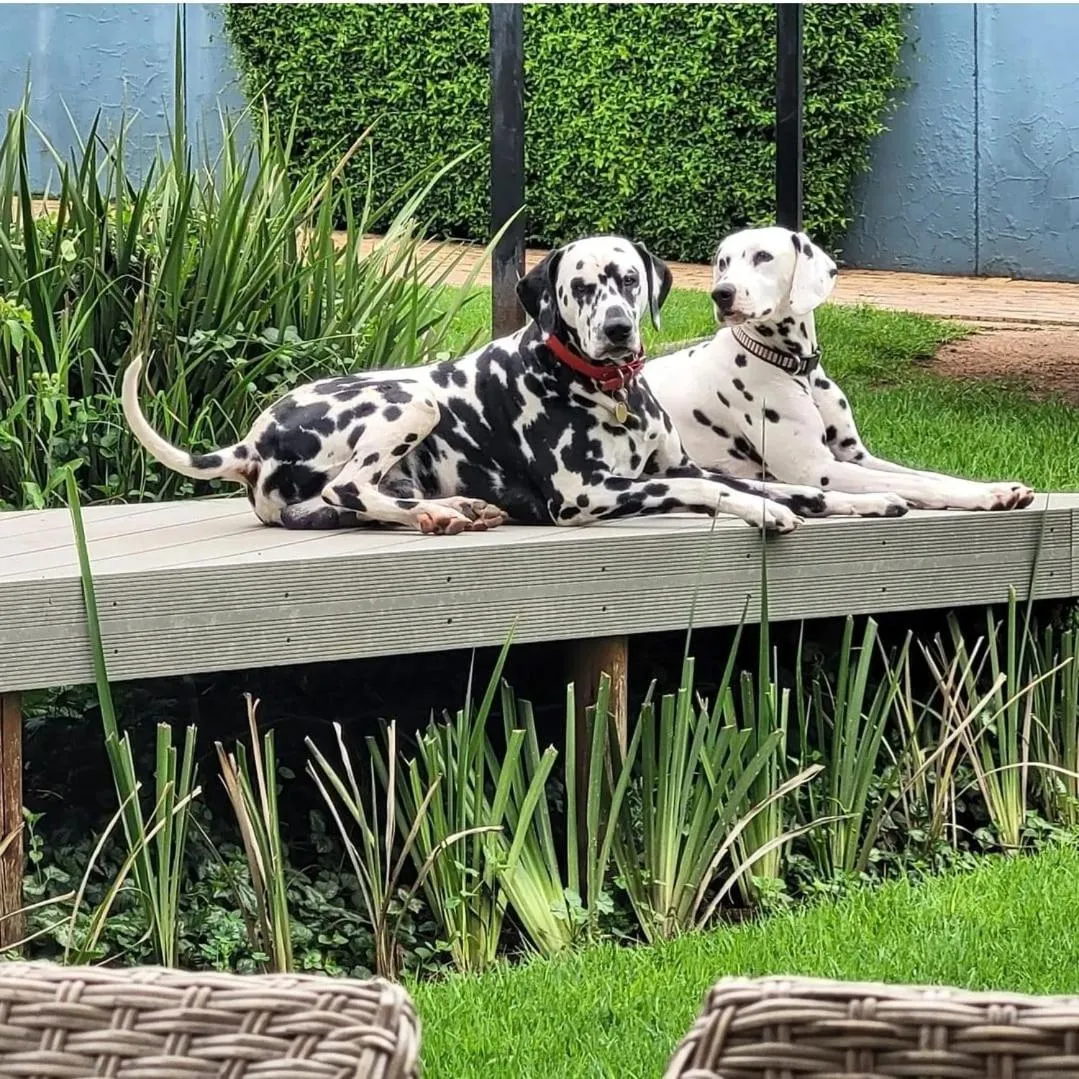 Pets in B&B on Buckingham Guest House