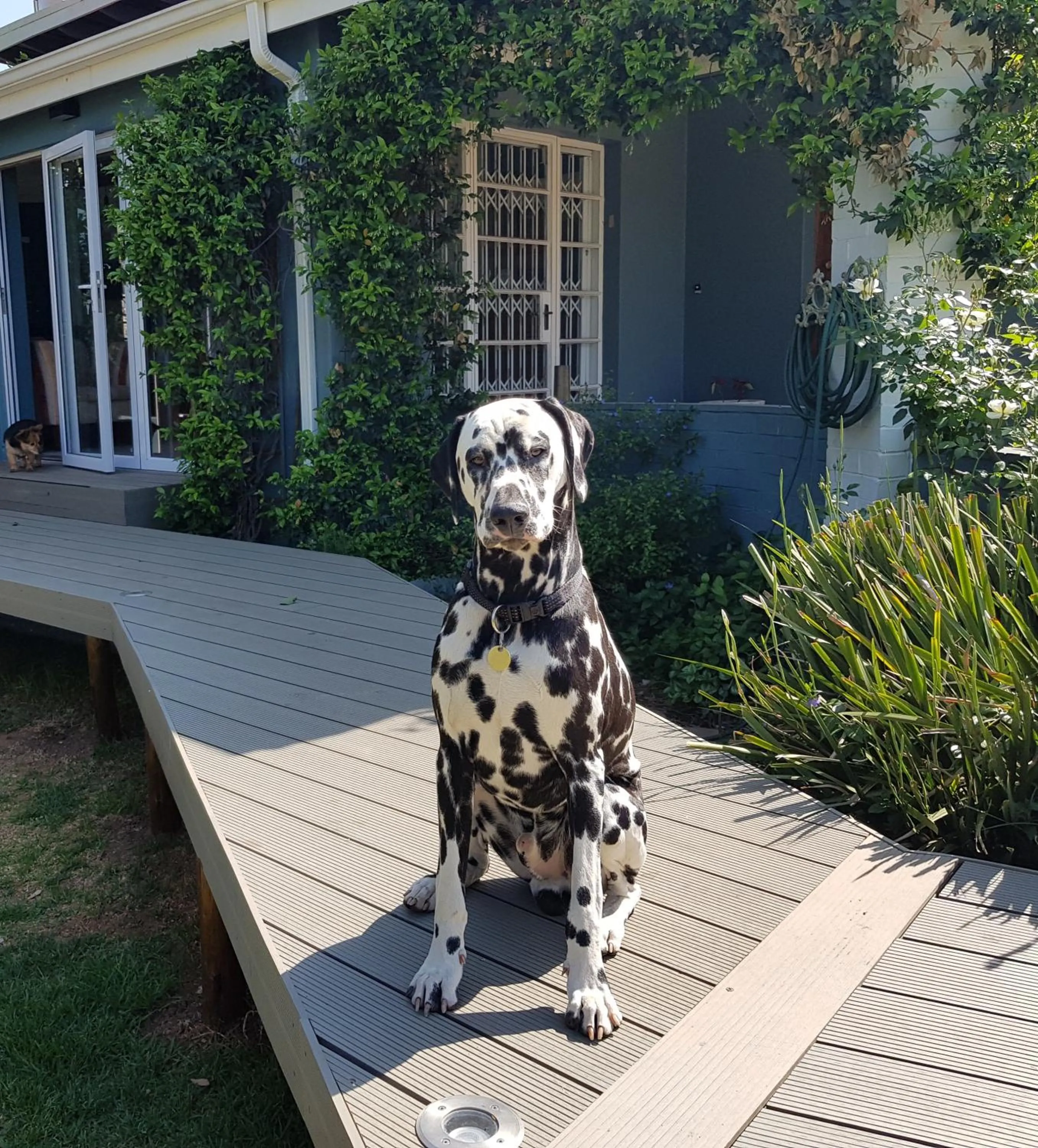 Pets in B&B on Buckingham Guest House