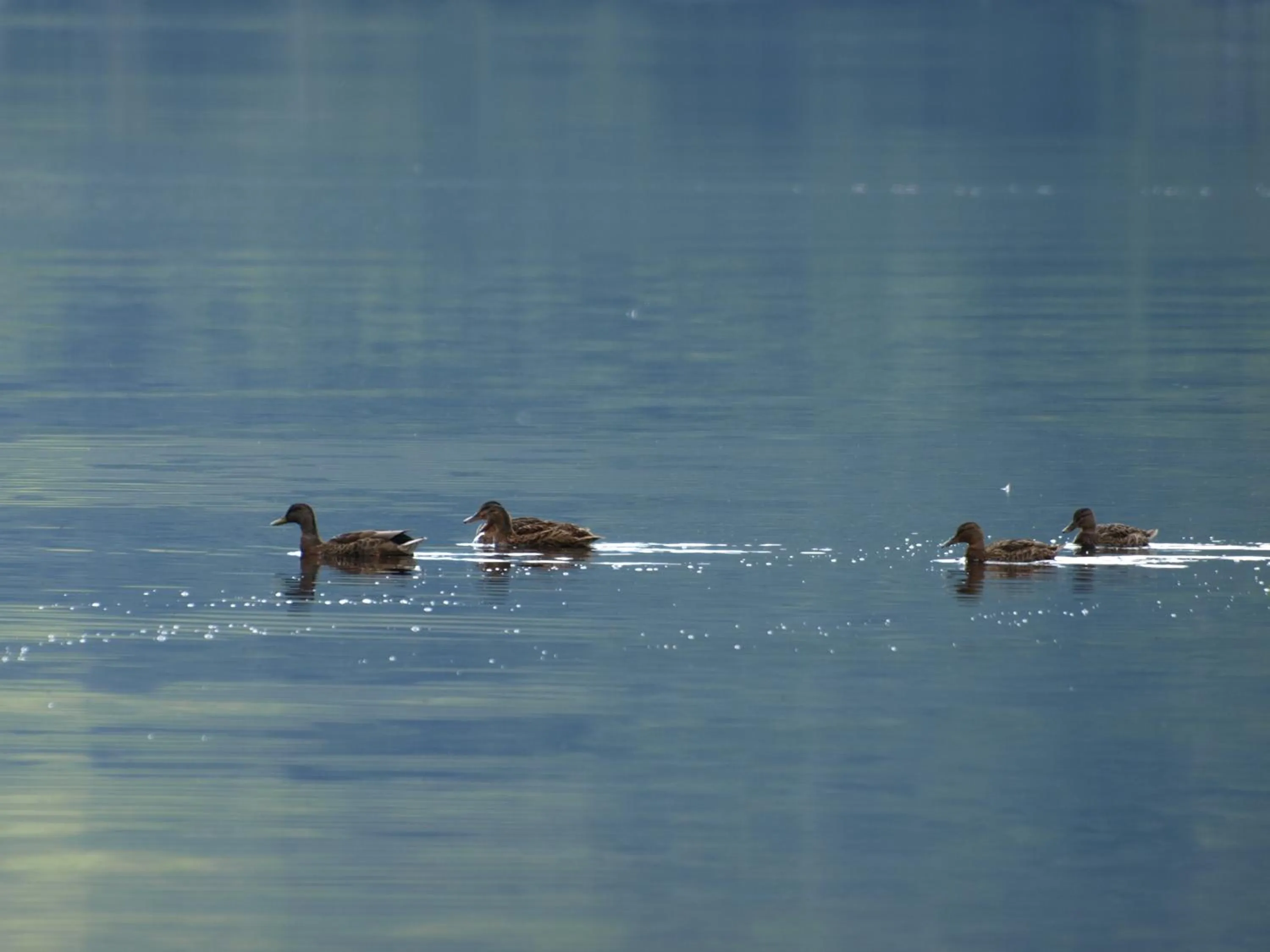 Animals in The Clachan Hotel, Lochearnhead