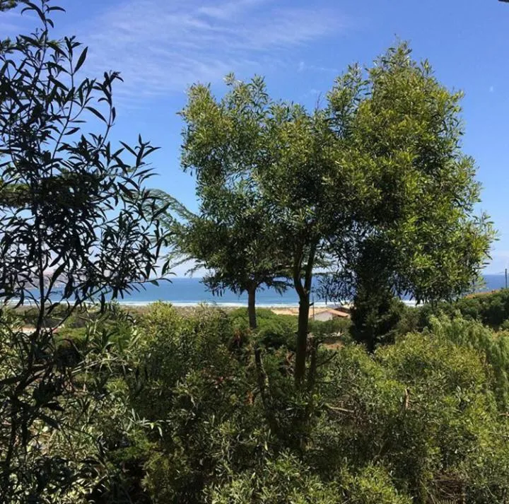 Garden in Casa Cuento