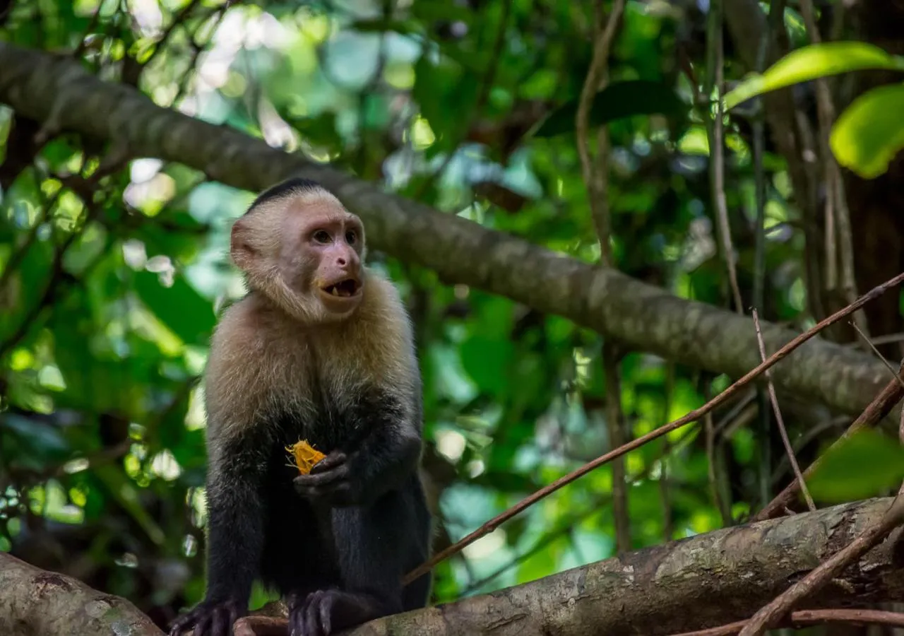 Animals in Hotel Manuel Antonio