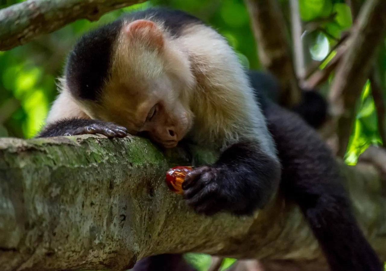 Animals in Hotel Manuel Antonio