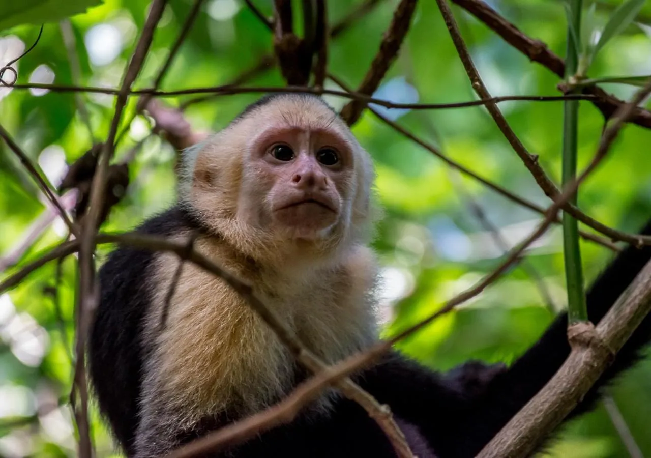 Animals in Hotel Manuel Antonio
