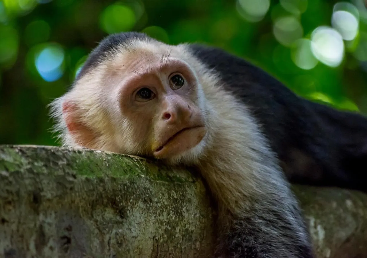 Animals in Hotel Manuel Antonio