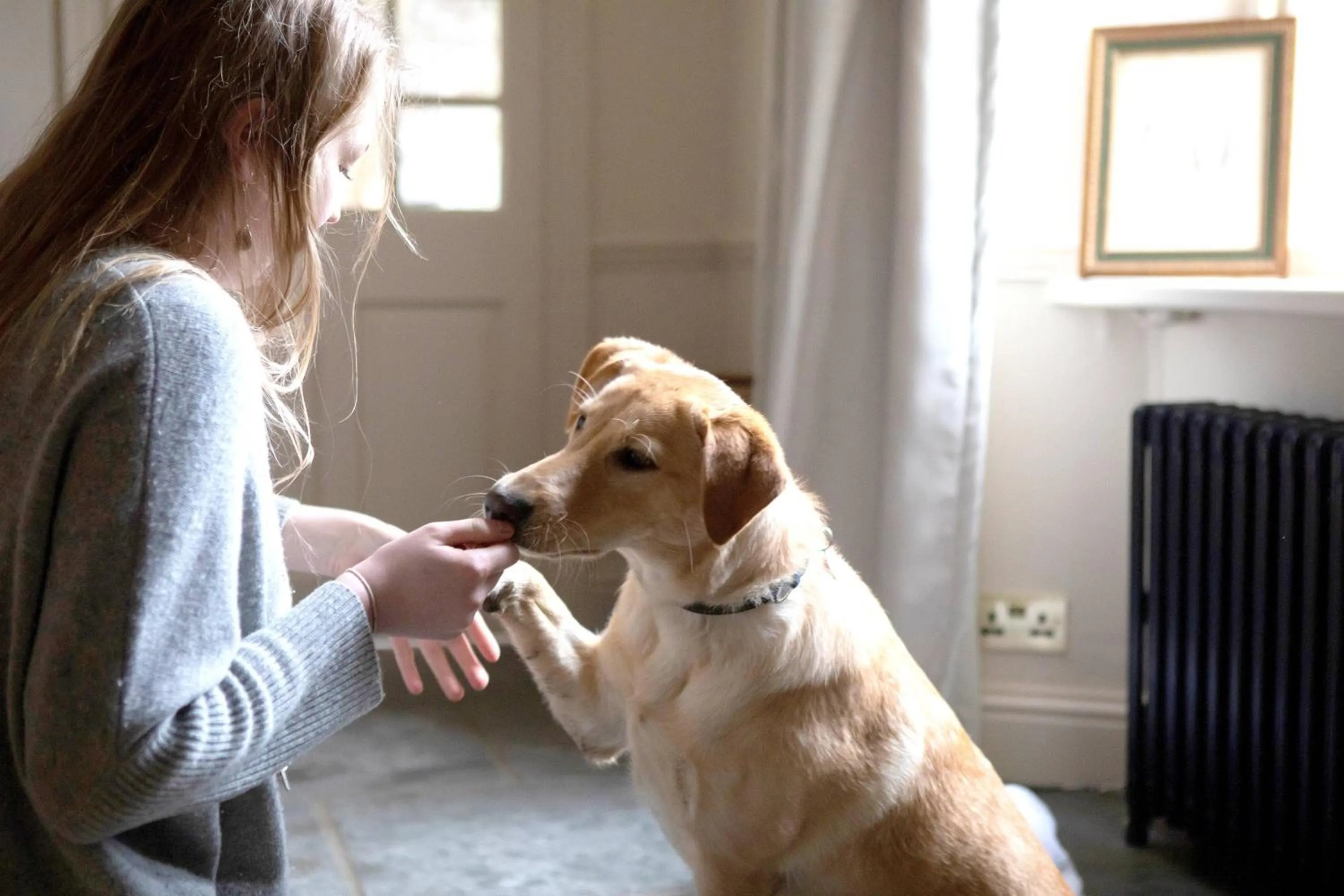Pets in Victorian House