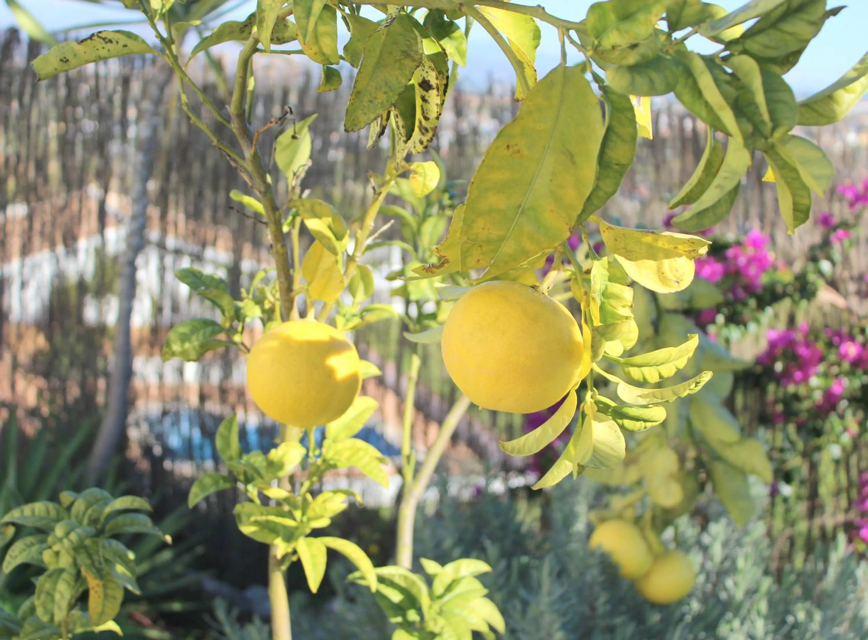 Garden in Bed And Breakfast Mirador Infinito