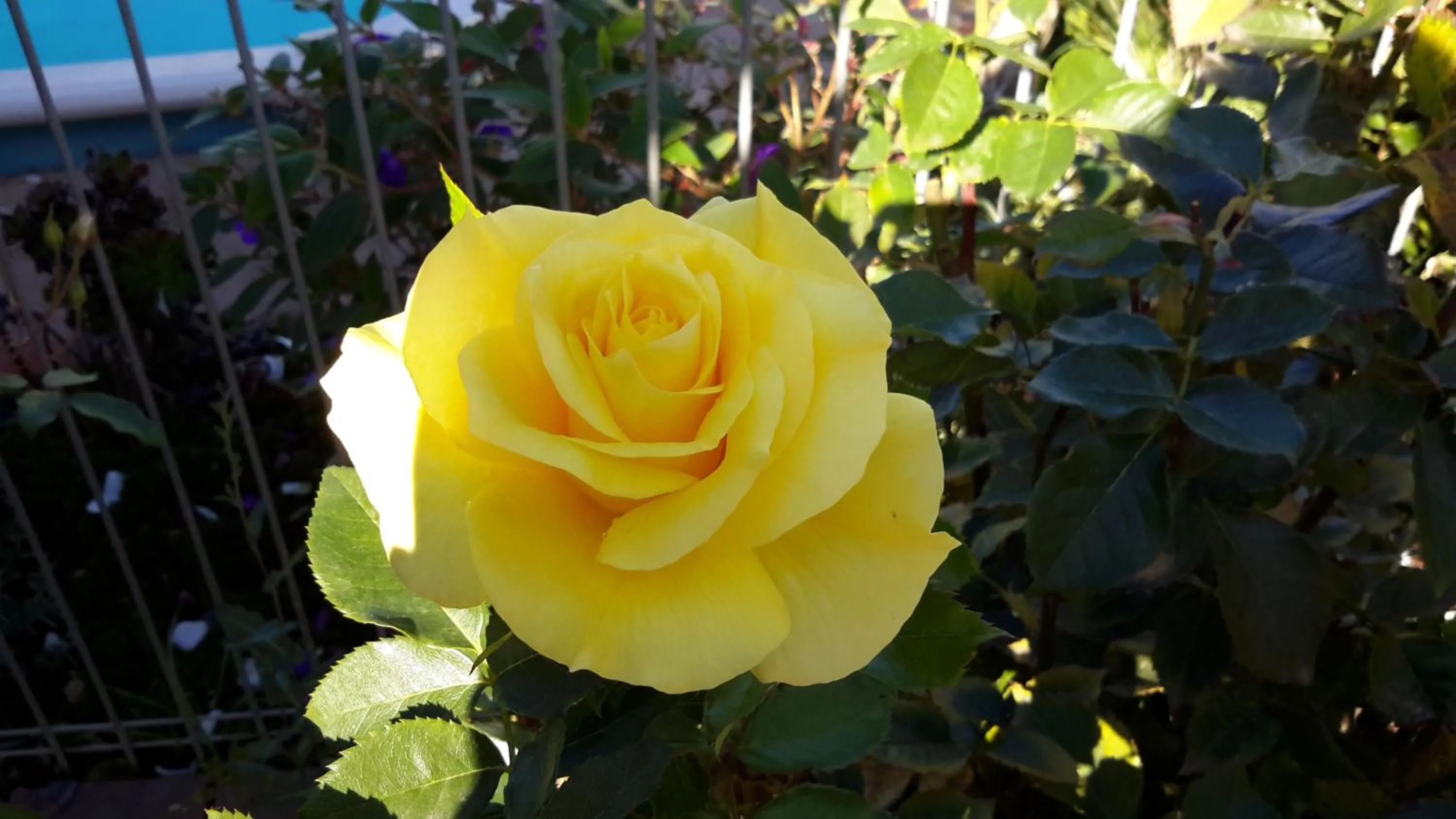 Barham Colonial Motel