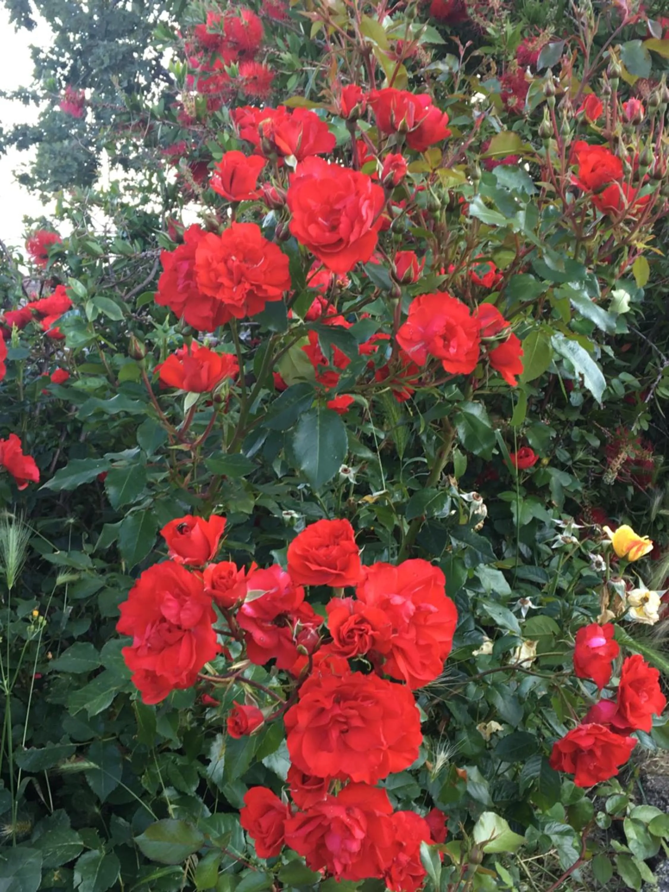 Garden view in El Sosiego
