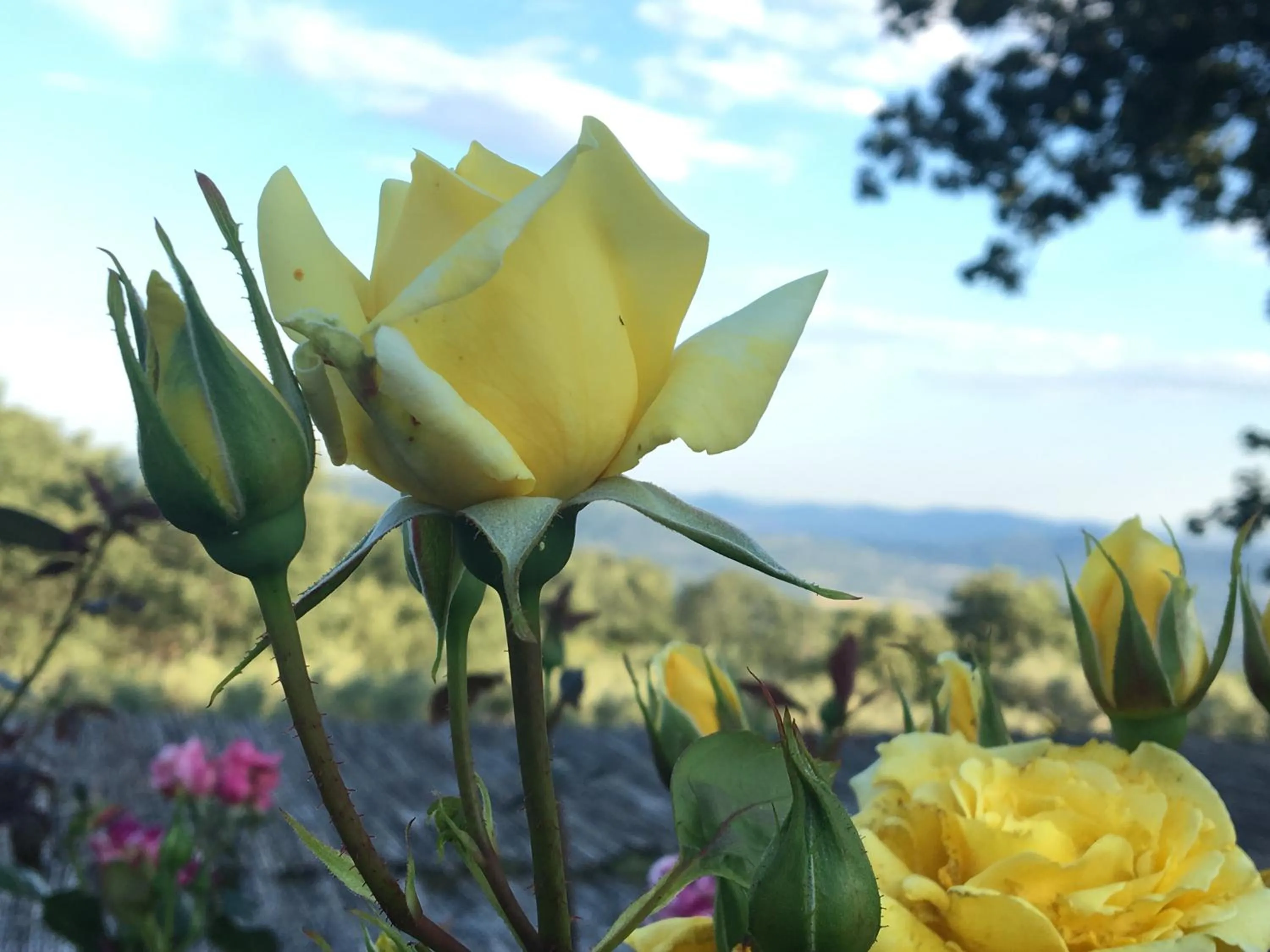 Garden view in El Sosiego