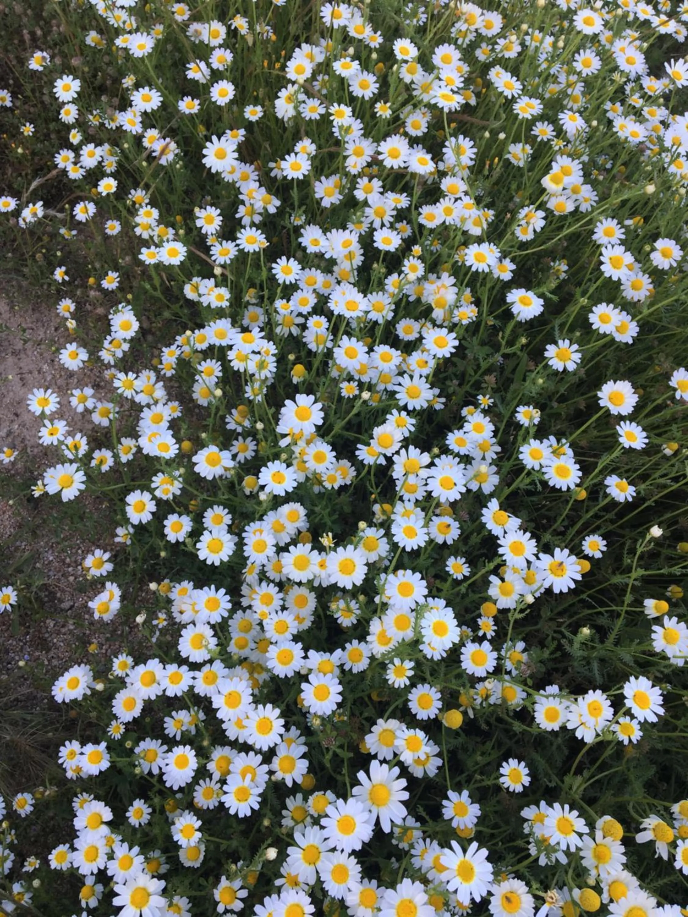 Garden view in El Sosiego