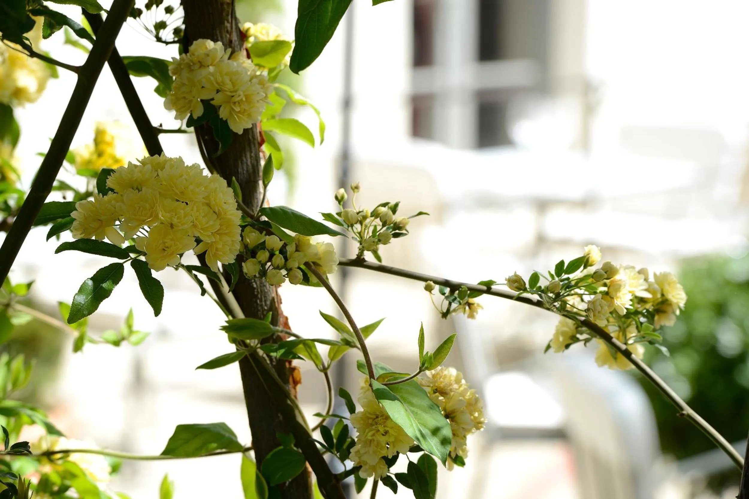 Garden in Grand Hôtel Henri - Teritoria