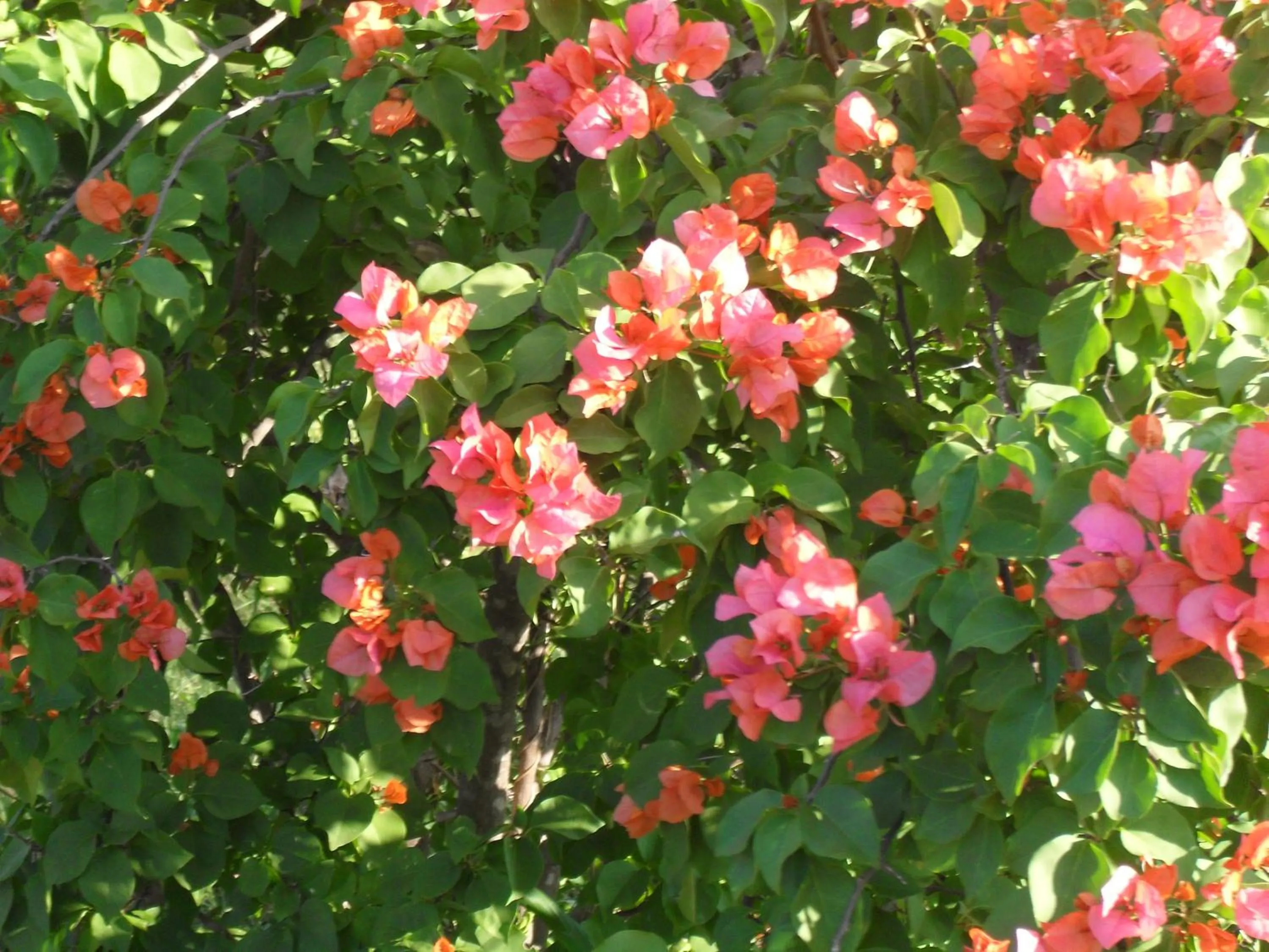 Garden in Zuider Zee Guest House