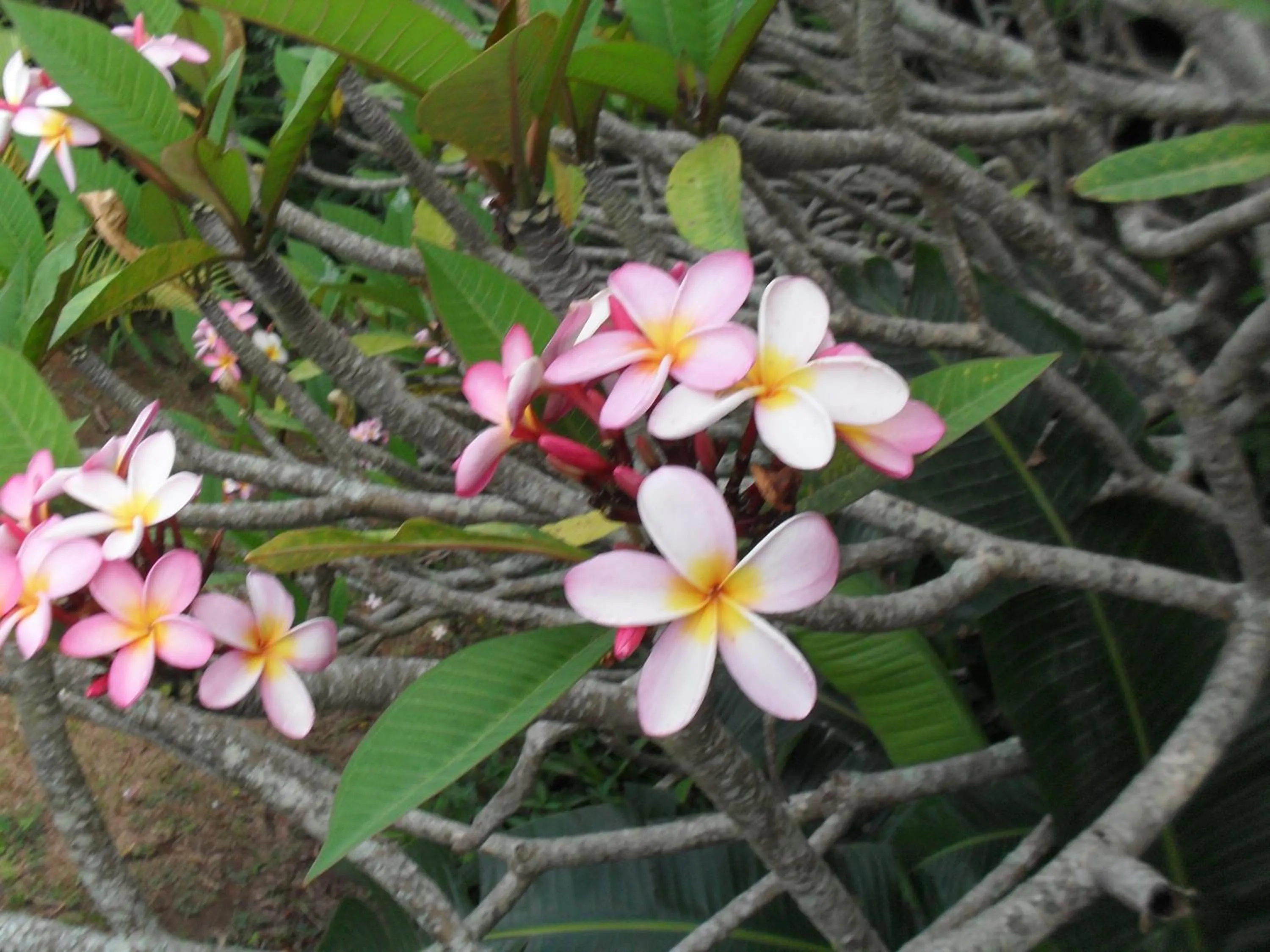 Garden in Zuider Zee Guest House
