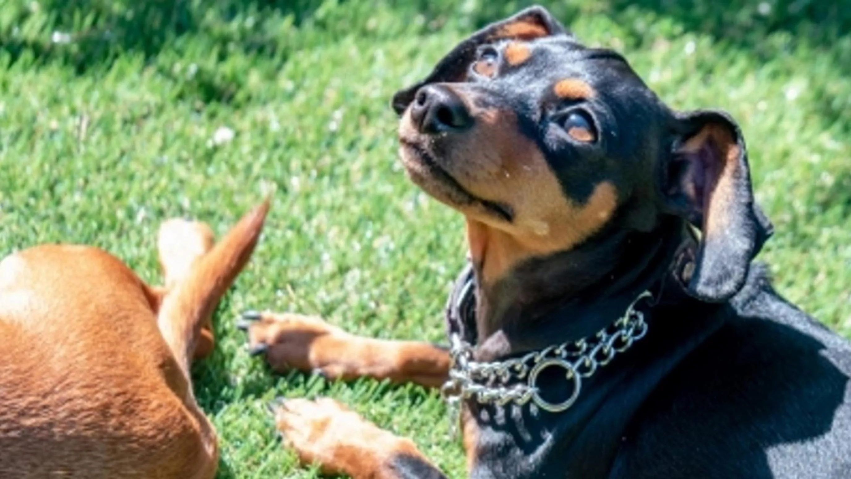 Pets in Izu Ippeki Lake Lakeside Terrace