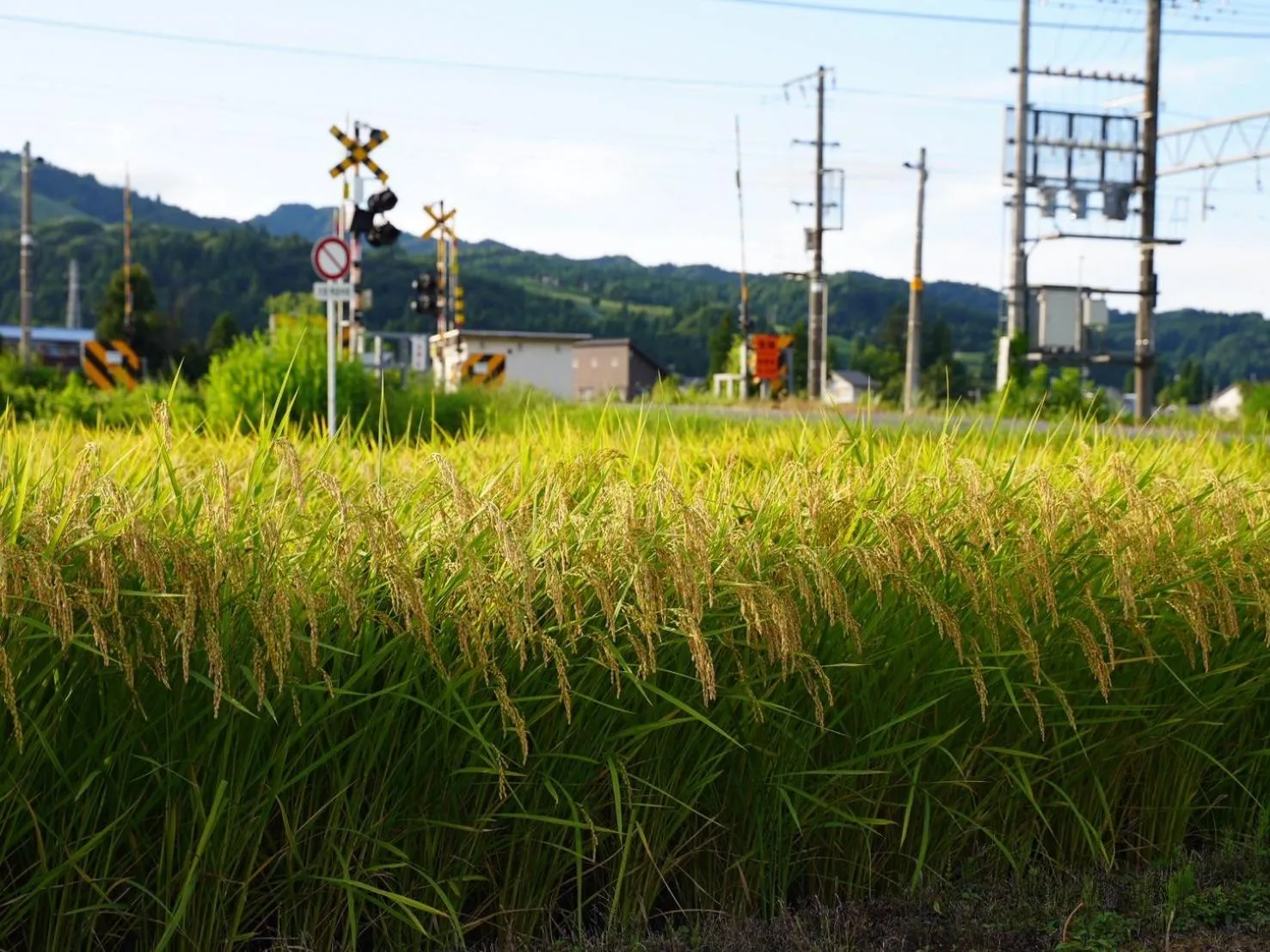 Natural landscape in Kutsurogian