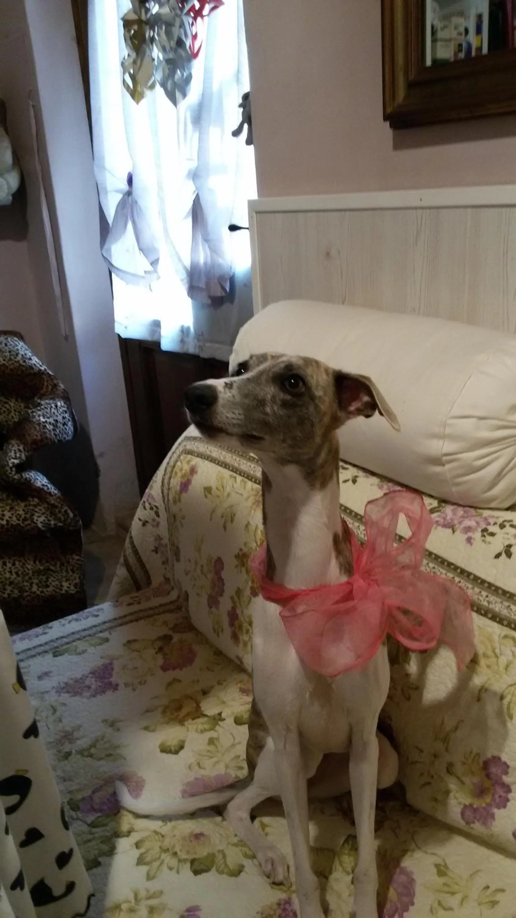 Pets in A Casa di Susi