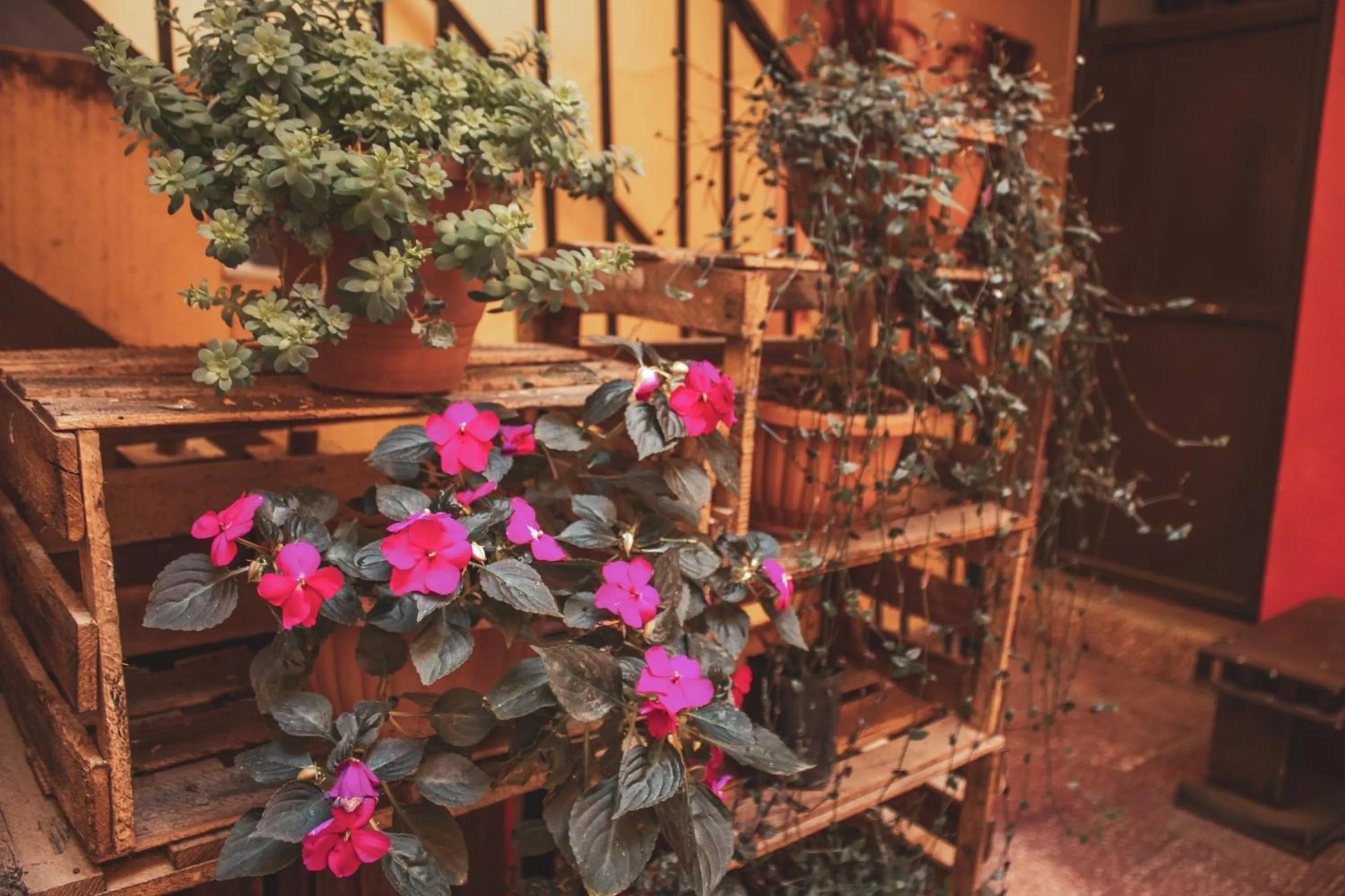 Patio in Colors House