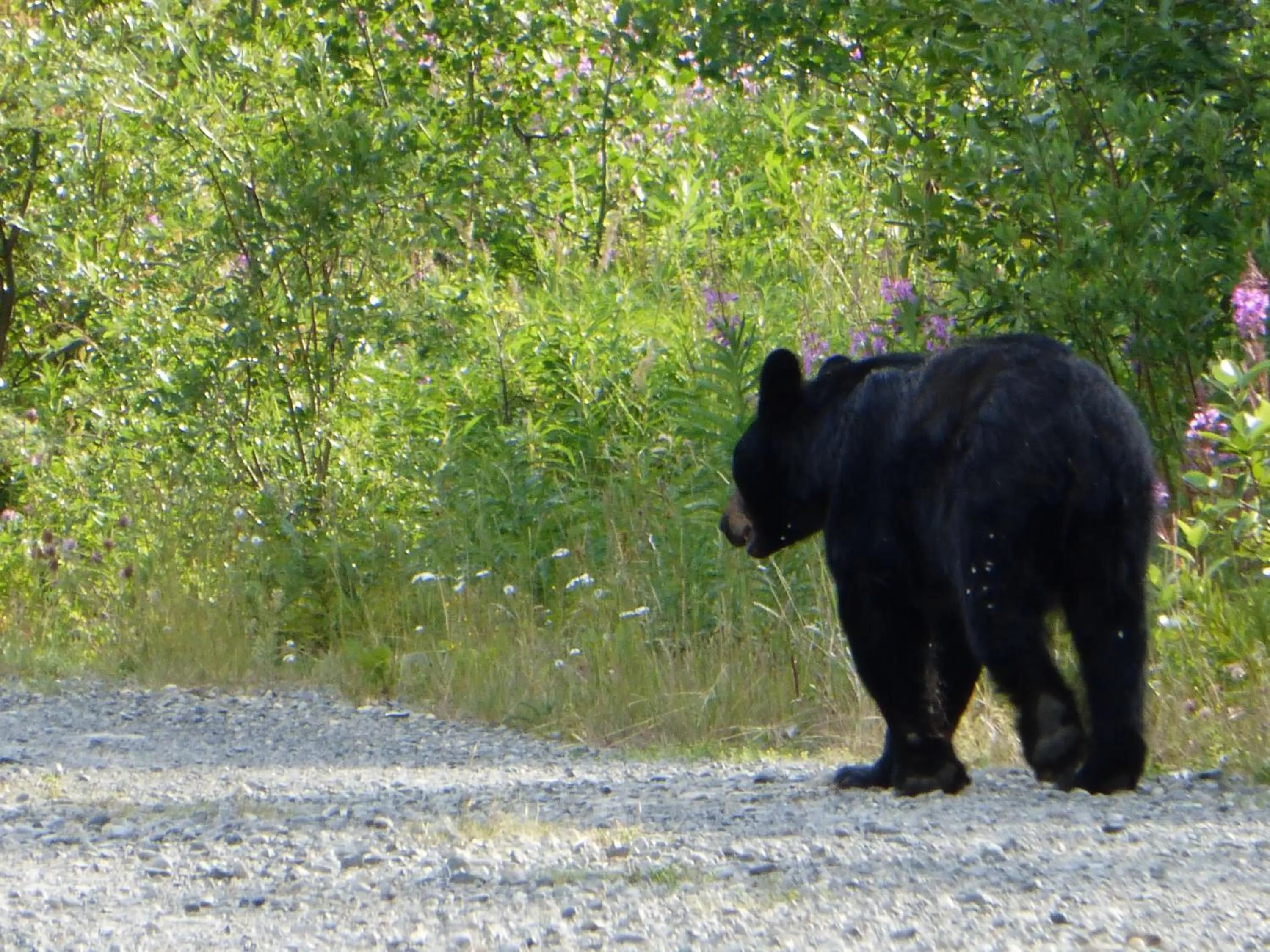 Off site in Wanderer's Inn Backpackers Hostel