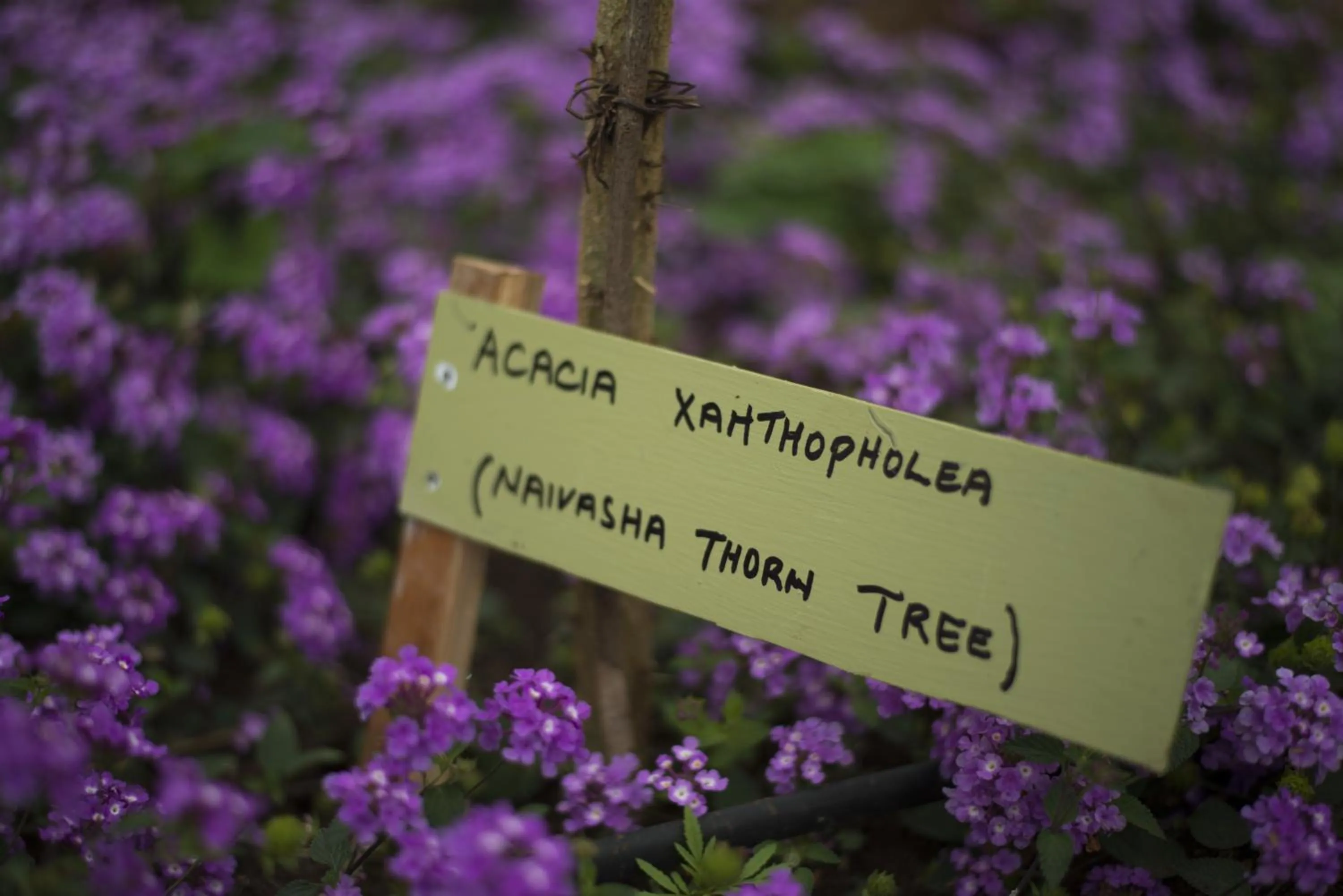 Day in Nyati Hill Cottages