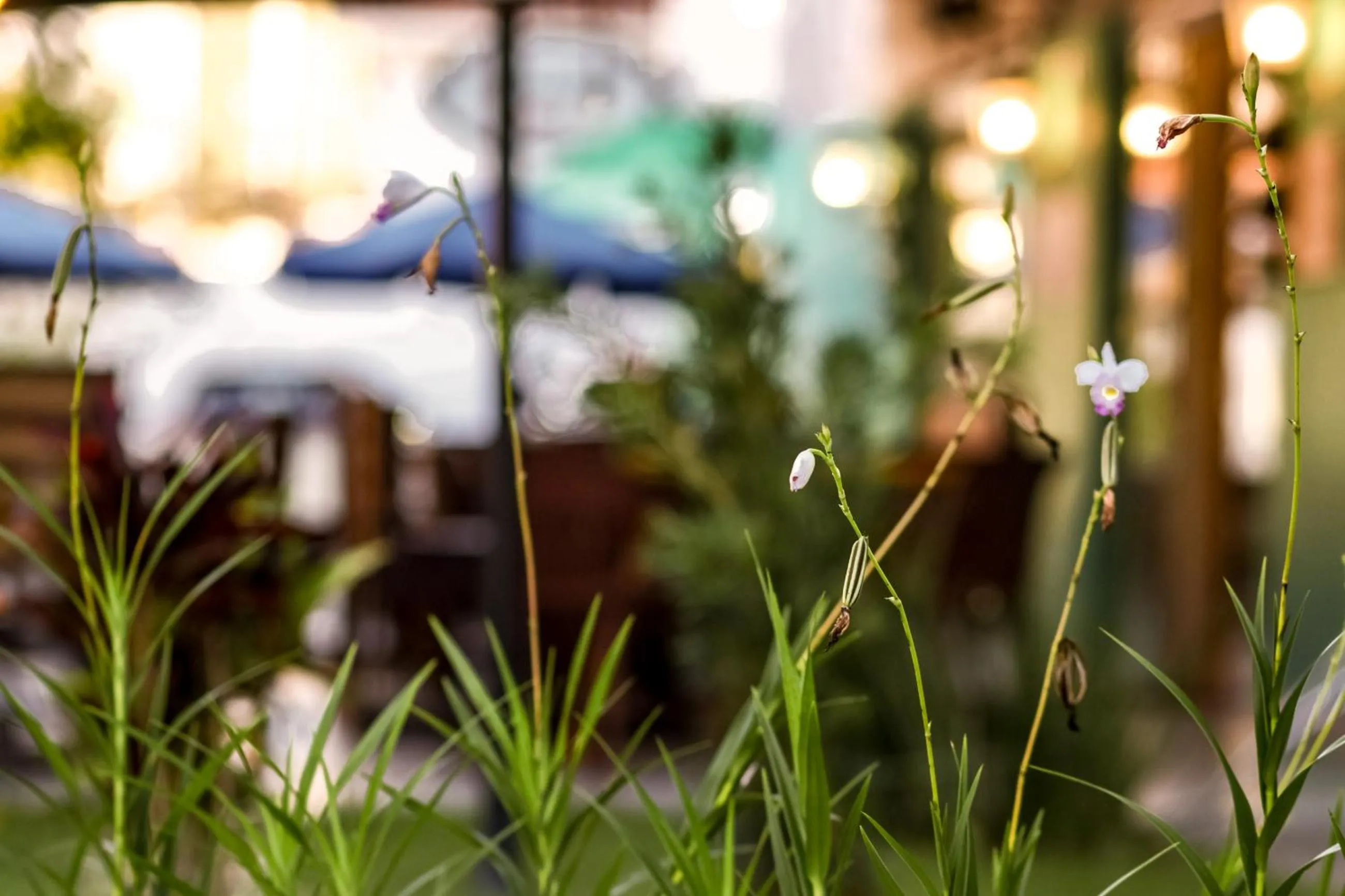 Garden in Scenarium Hotel