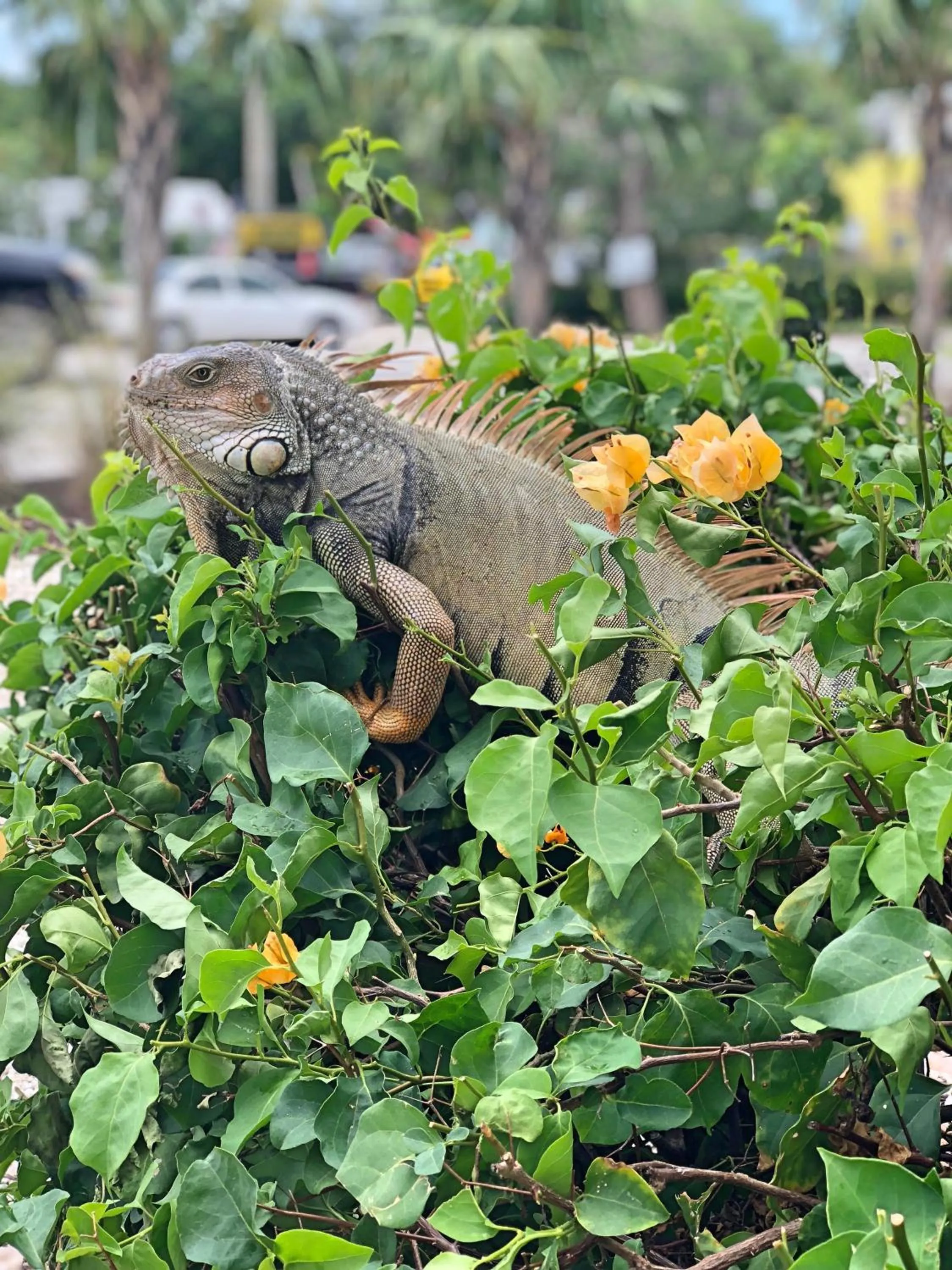 Animals in The Pelican Key Largo Cottages