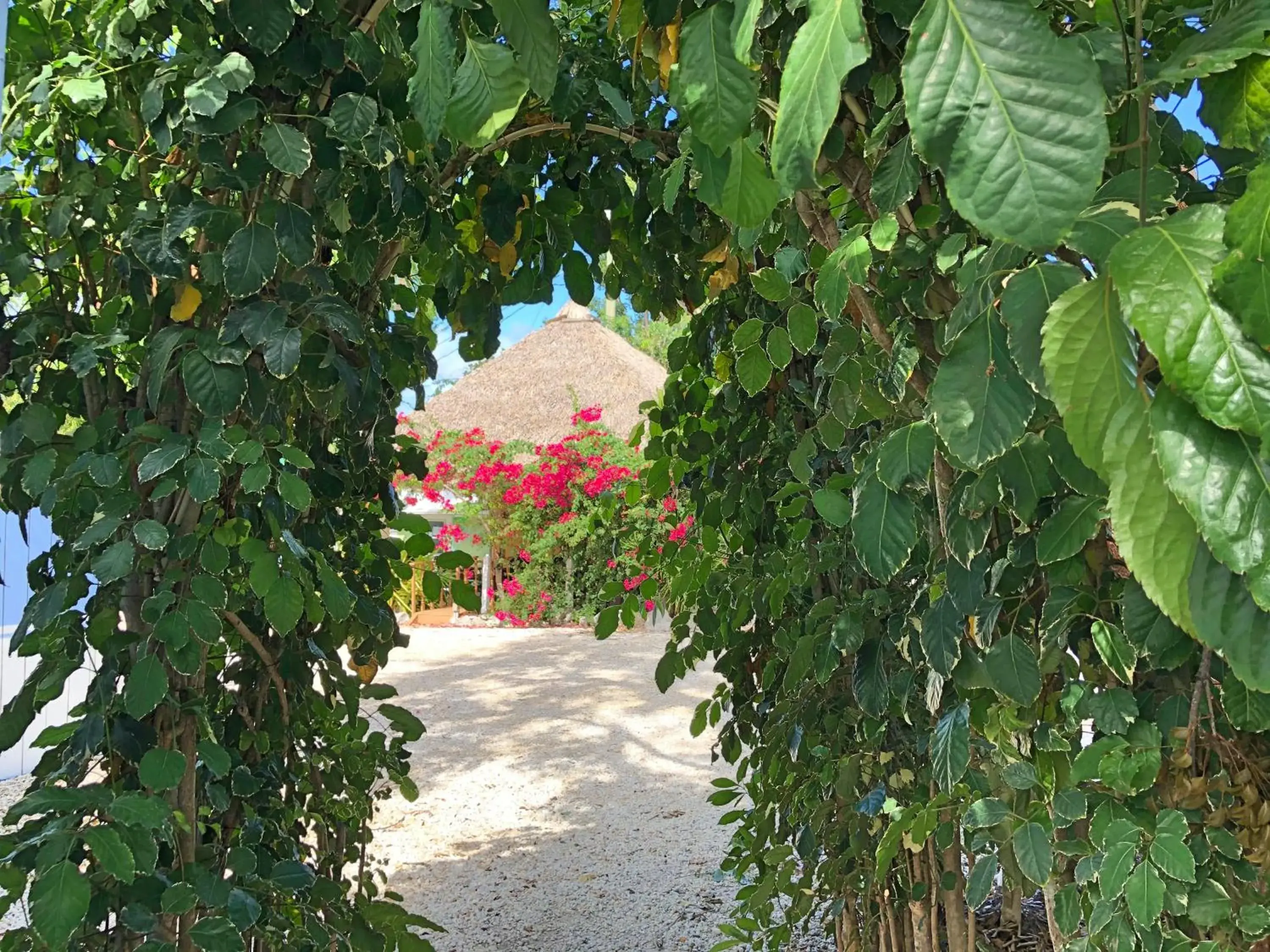 Garden view in The Pelican Key Largo Cottages Garden view in The Pelican Key Largo Cottages