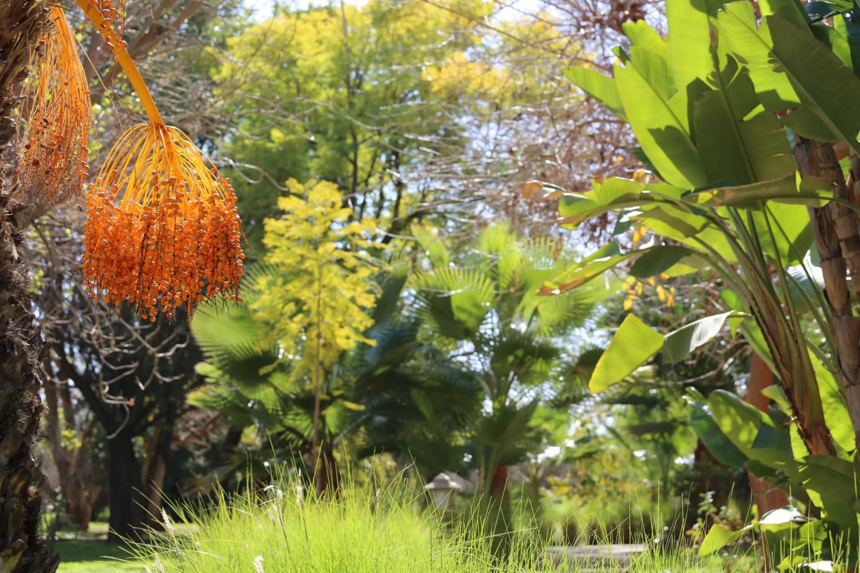 Garden in La Vie En Rose - Horses & Dogs House