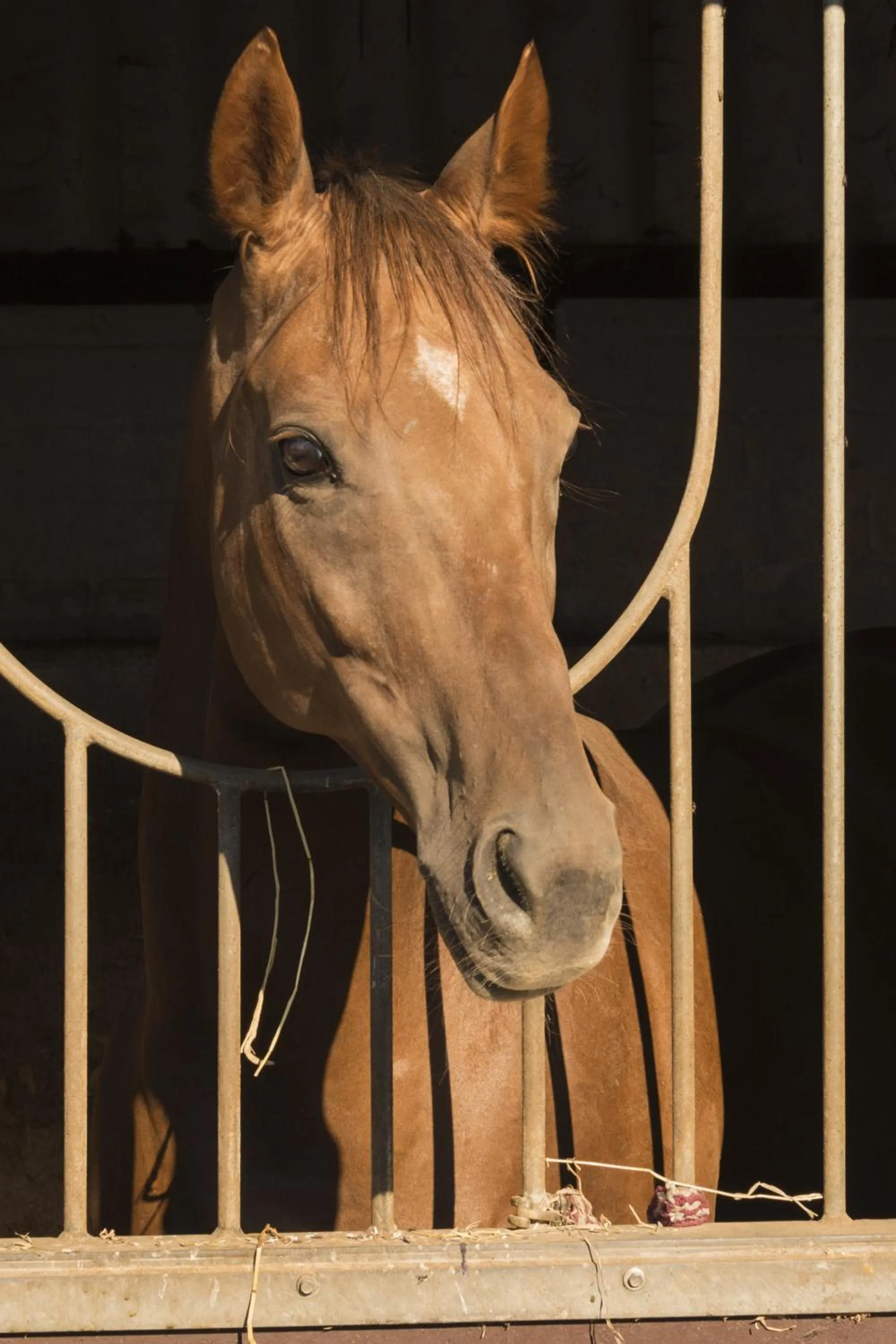 Animals in Hotel Restaurant Häsfeld