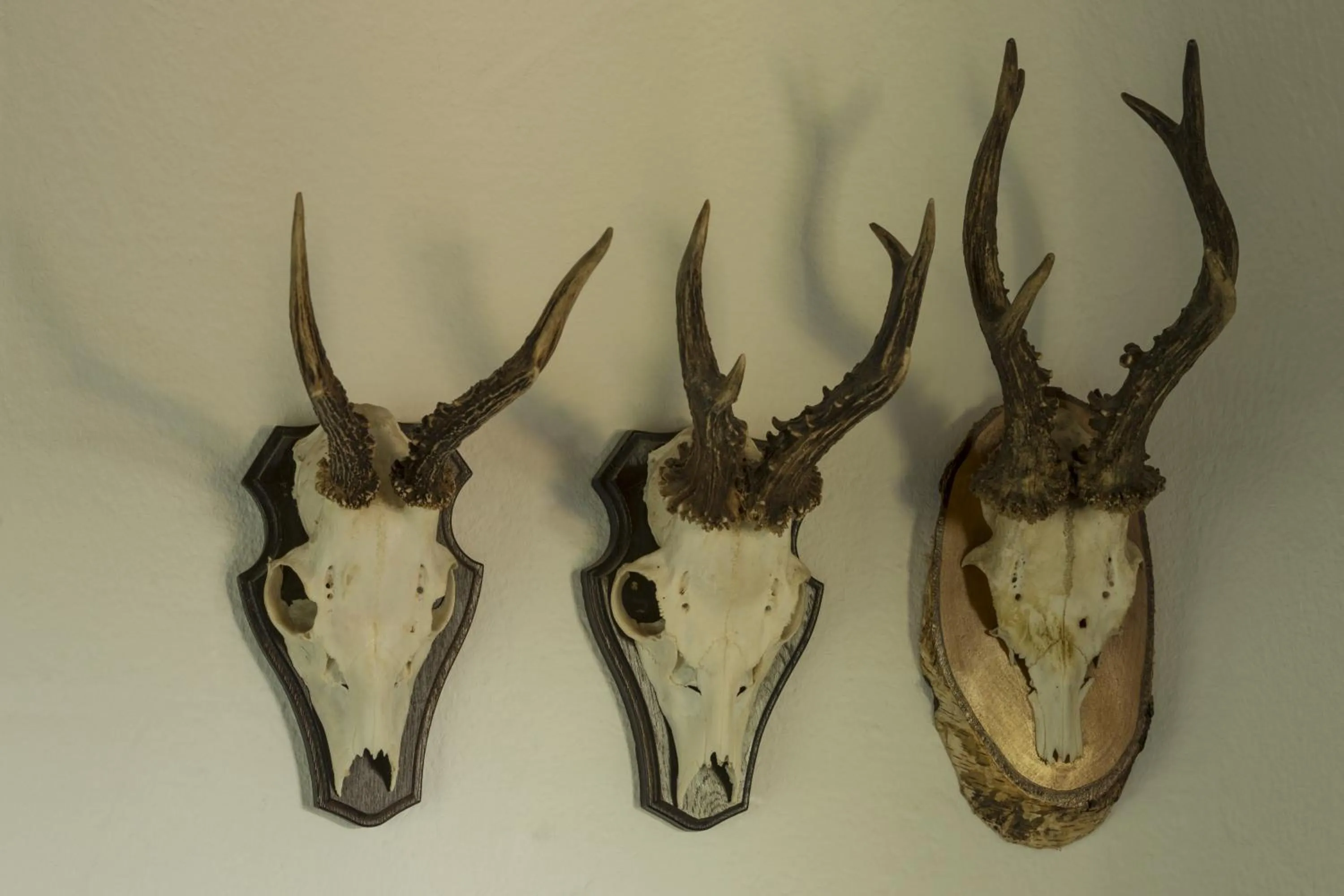 Animals in Hotel Restaurant Häsfeld