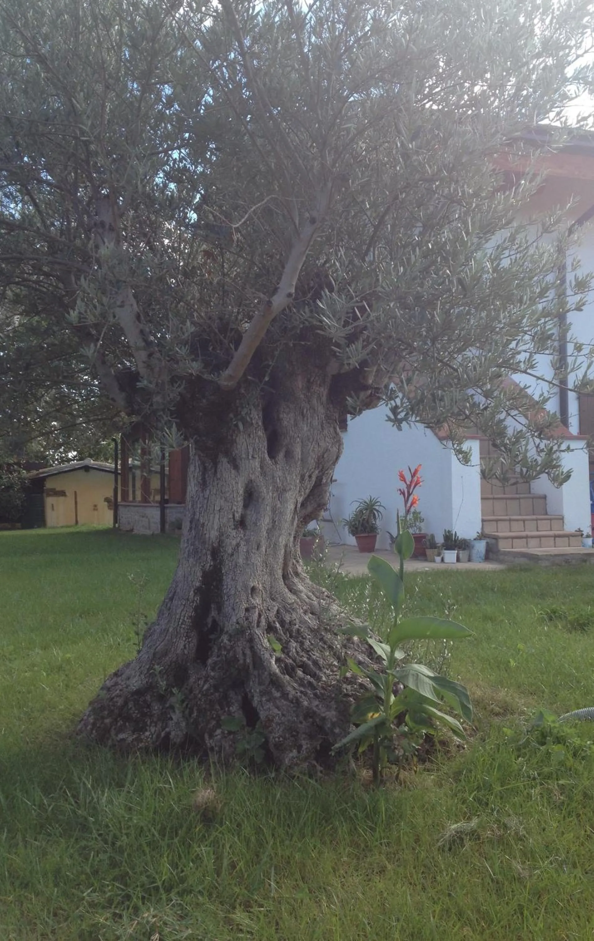 Garden view in B&B Cuor Di Lavanda