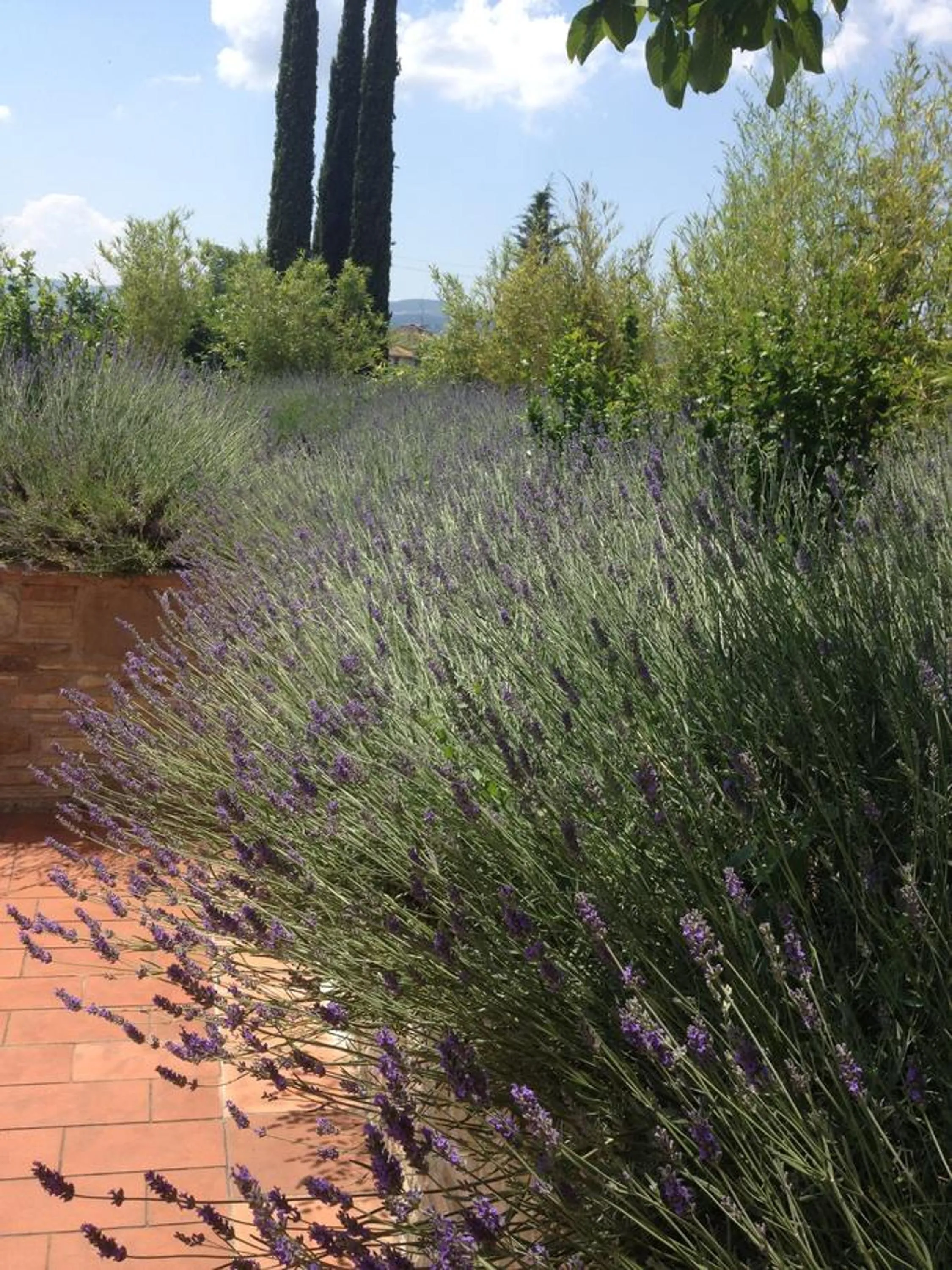 Garden in B&B Cuor Di Lavanda