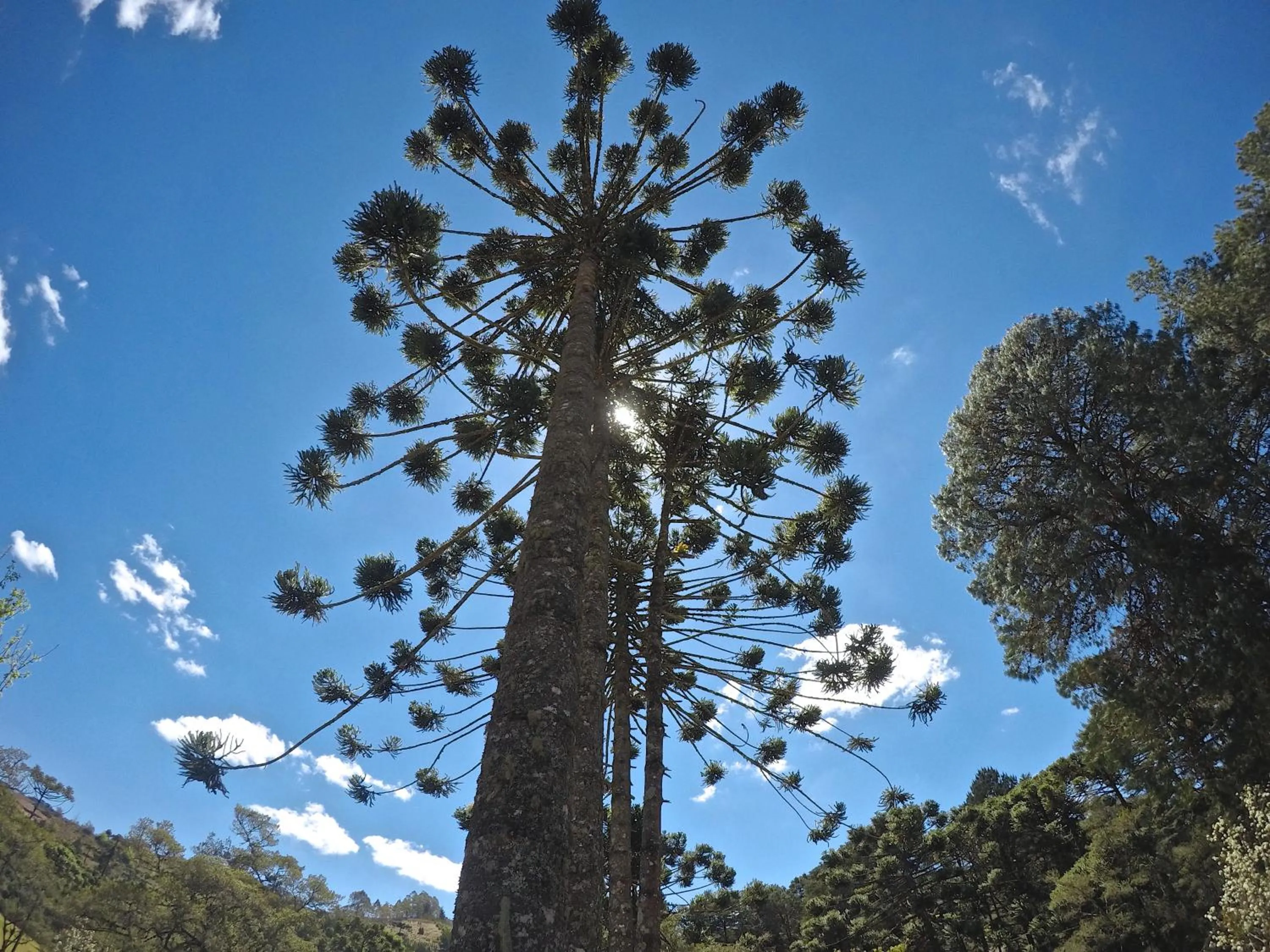 Garden in Villa Vintage Campos - Piscina e opções de suites com hidromassagem