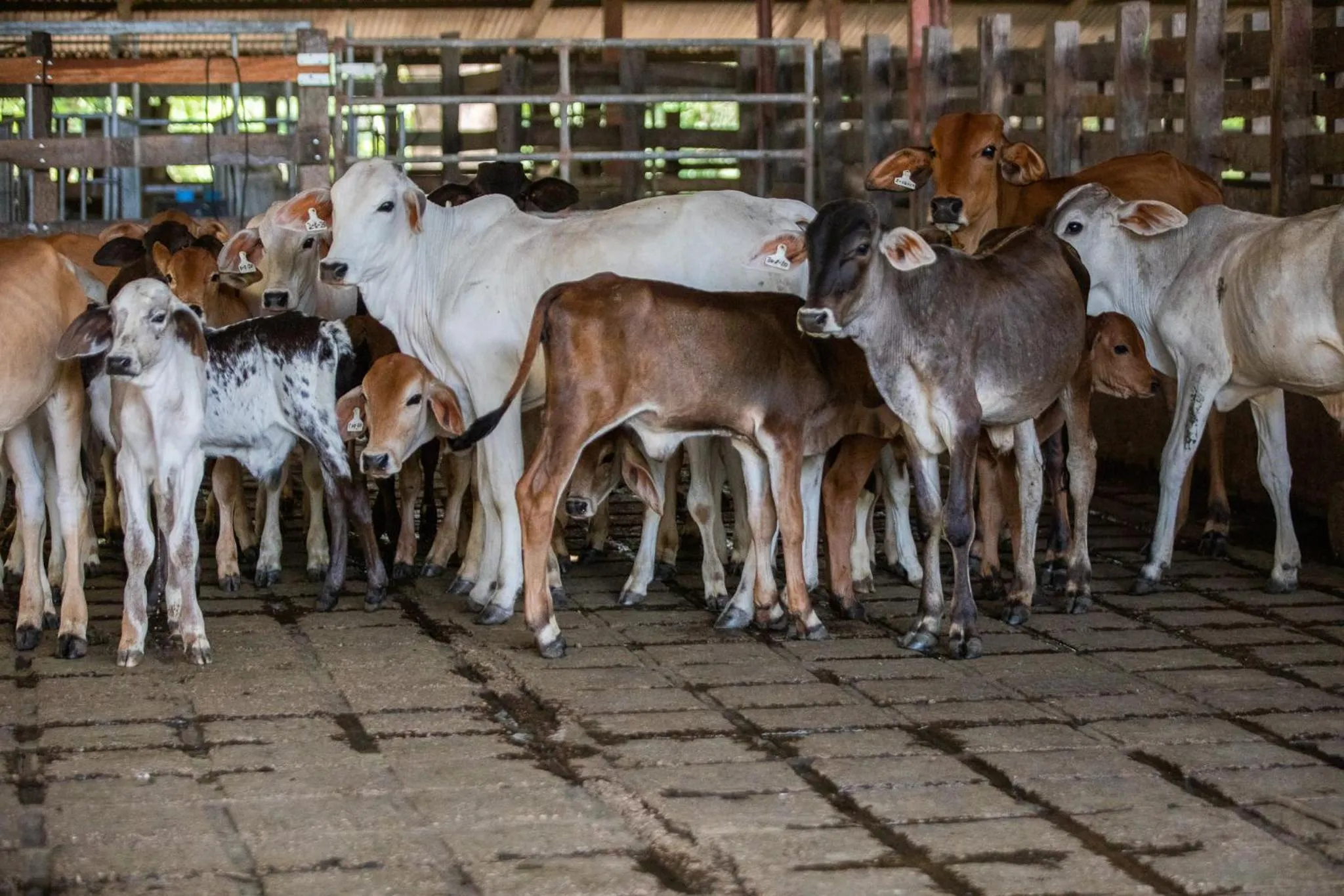 Animals in Rancho Humo Estancia